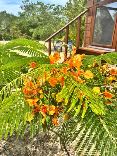Caribbean Way Property with Tiny Home - thumbnail 3