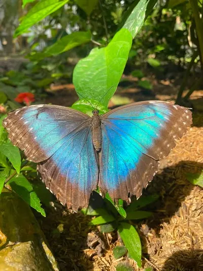 112.9-Acre Homestead in Southern Belize - thumbnail 5