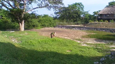 Unique Riverfront Property in Orange Walk District - thumbnail 30
