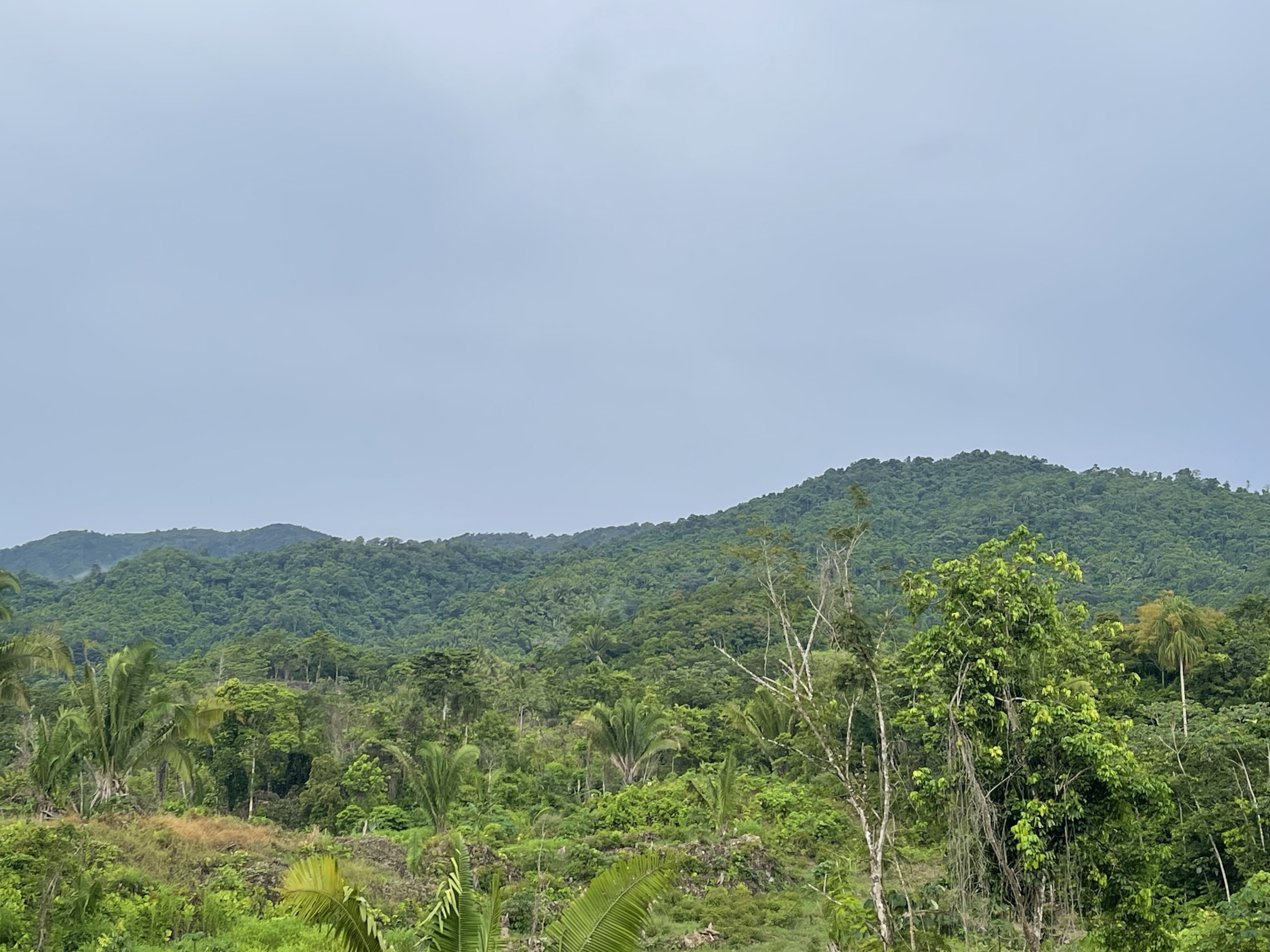 15 Acres with Mahogany Trees, Small Hill and Mountain Views