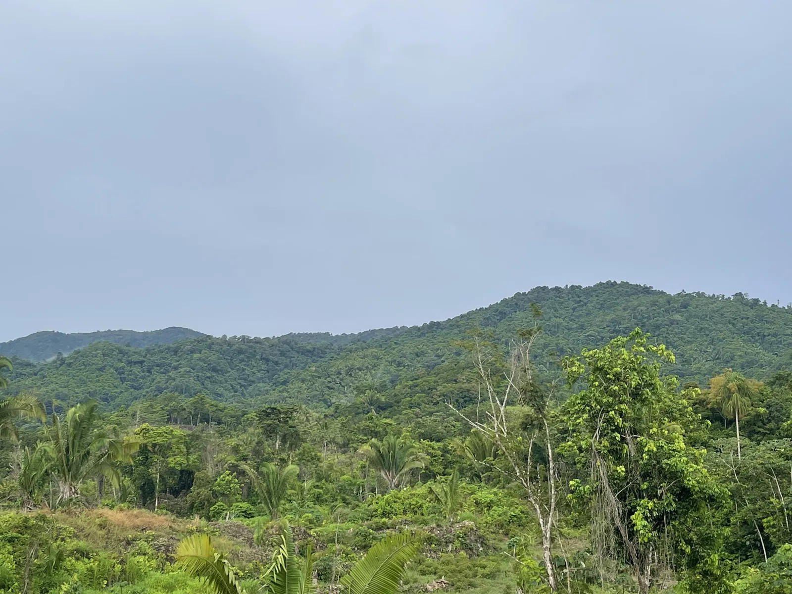15 Acres with Mahogany Trees, Small Hill and Mountain Views