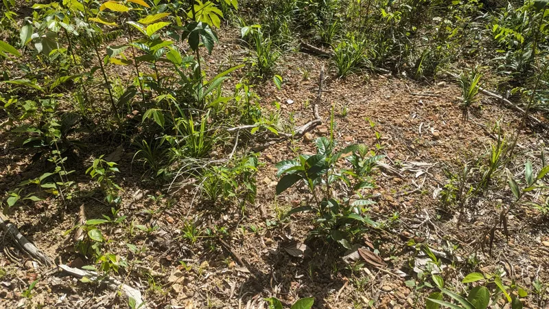 22 acre-lot off-grid yearlong creek and water well