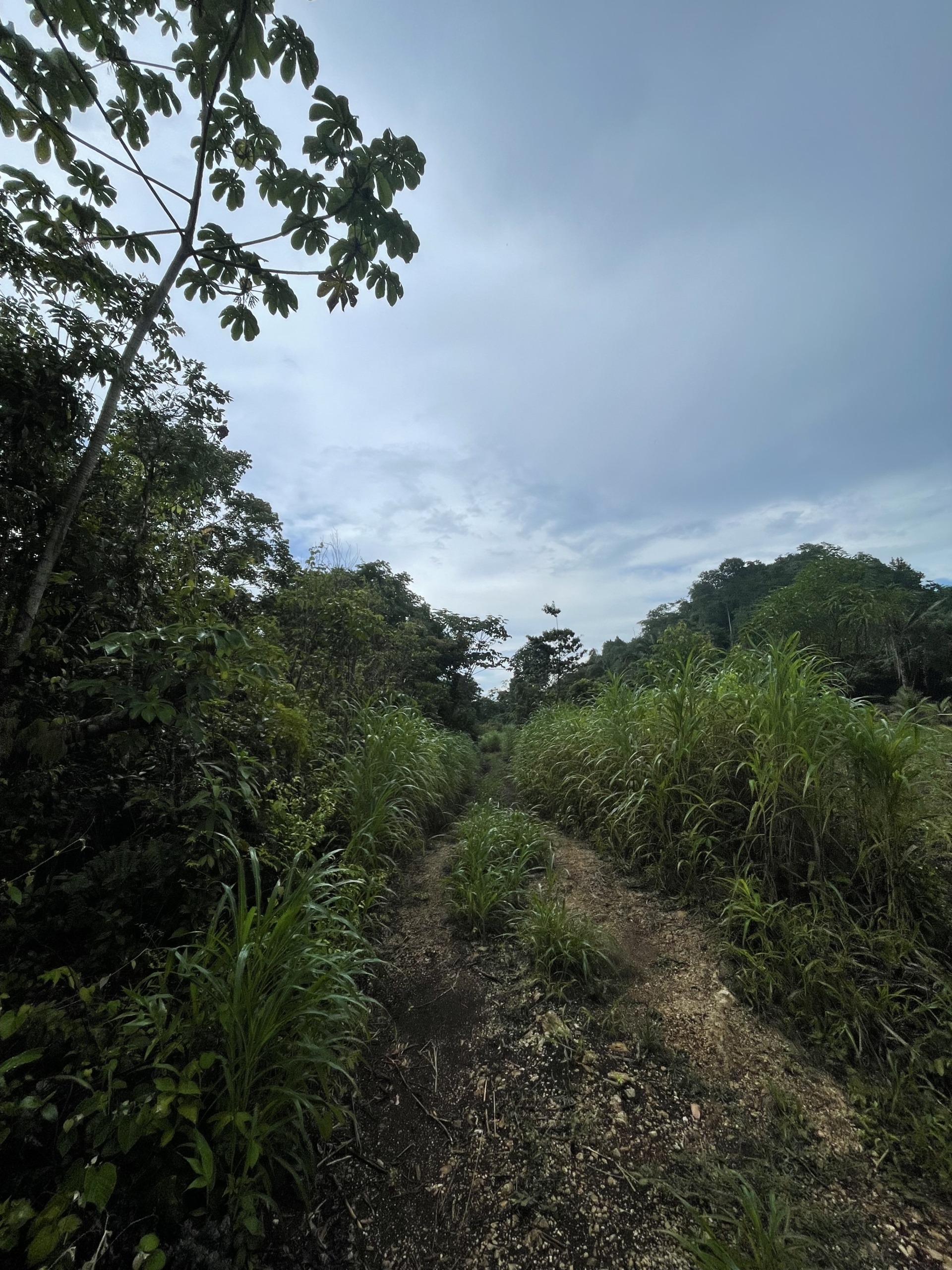 9.76 acres with creek – Hummingbird Highway
