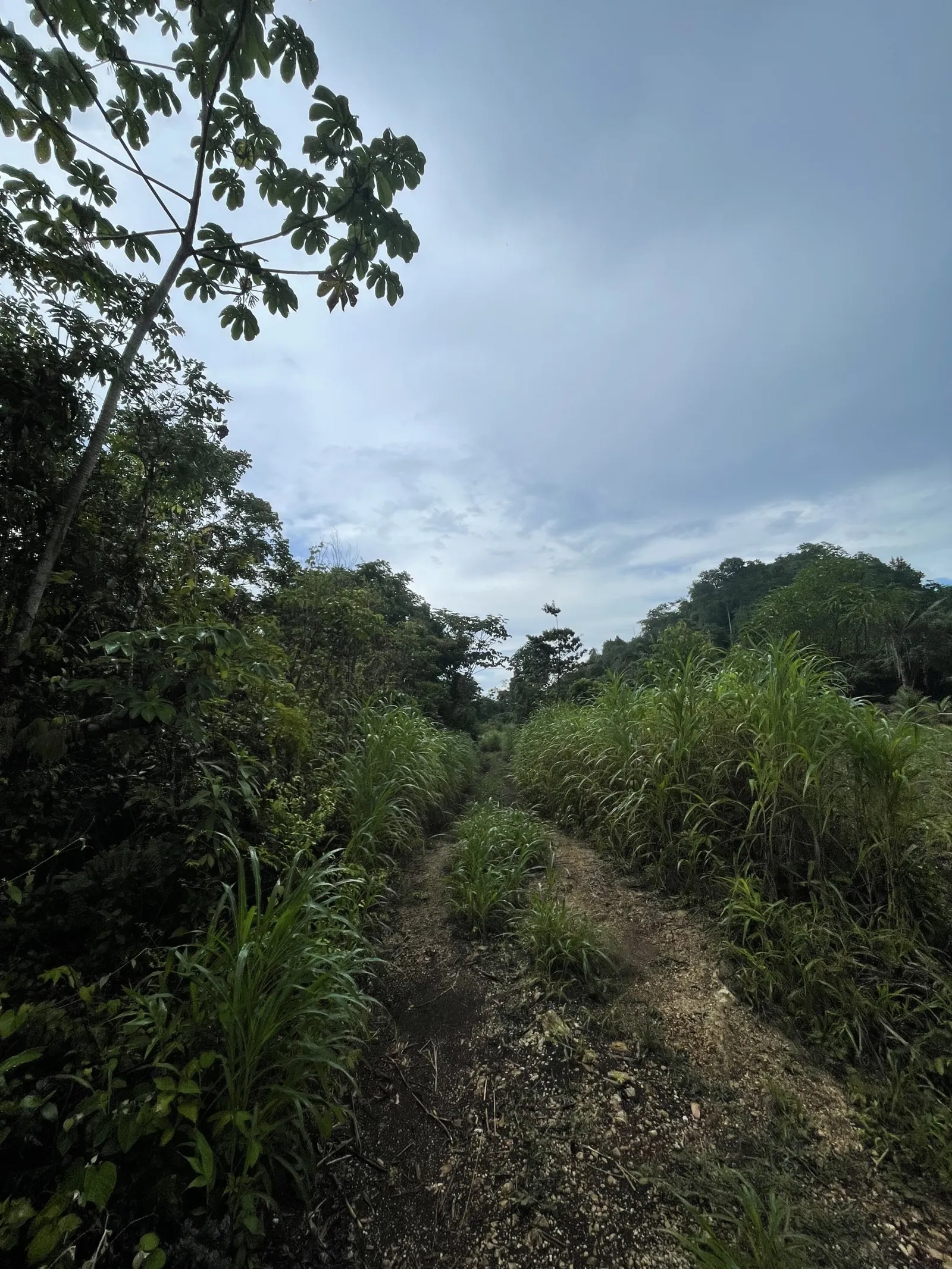 9.76 acres with creek – Hummingbird Highway