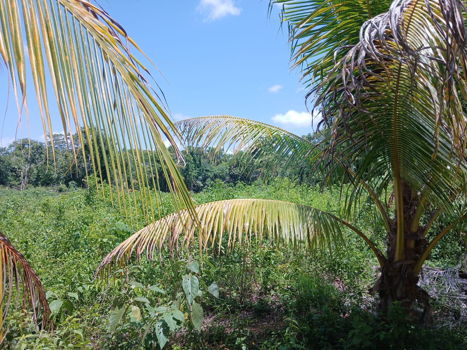 Build-Ready Lot in Progresso Heights – Belize Land for Sale