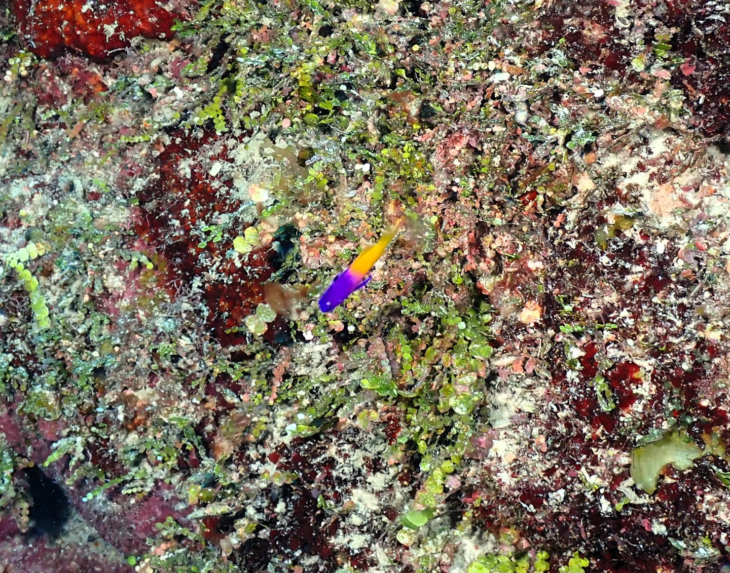 Victoria Canyons photo 8