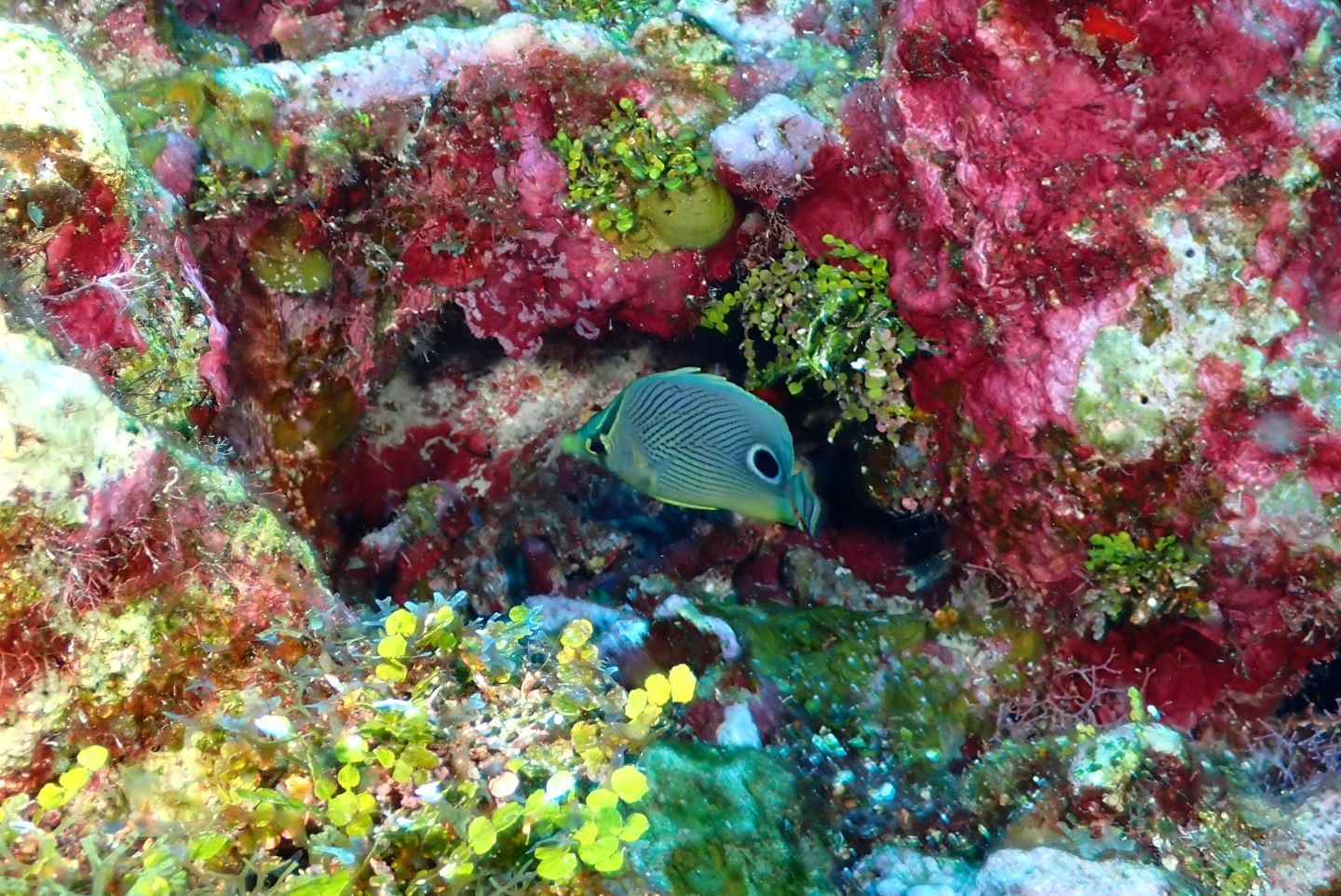 Victoria Canyons photo 4