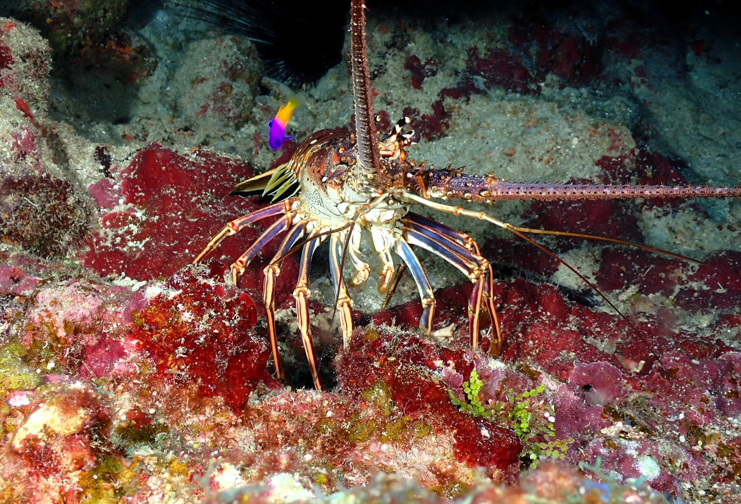 Victoria Canyons photo 7