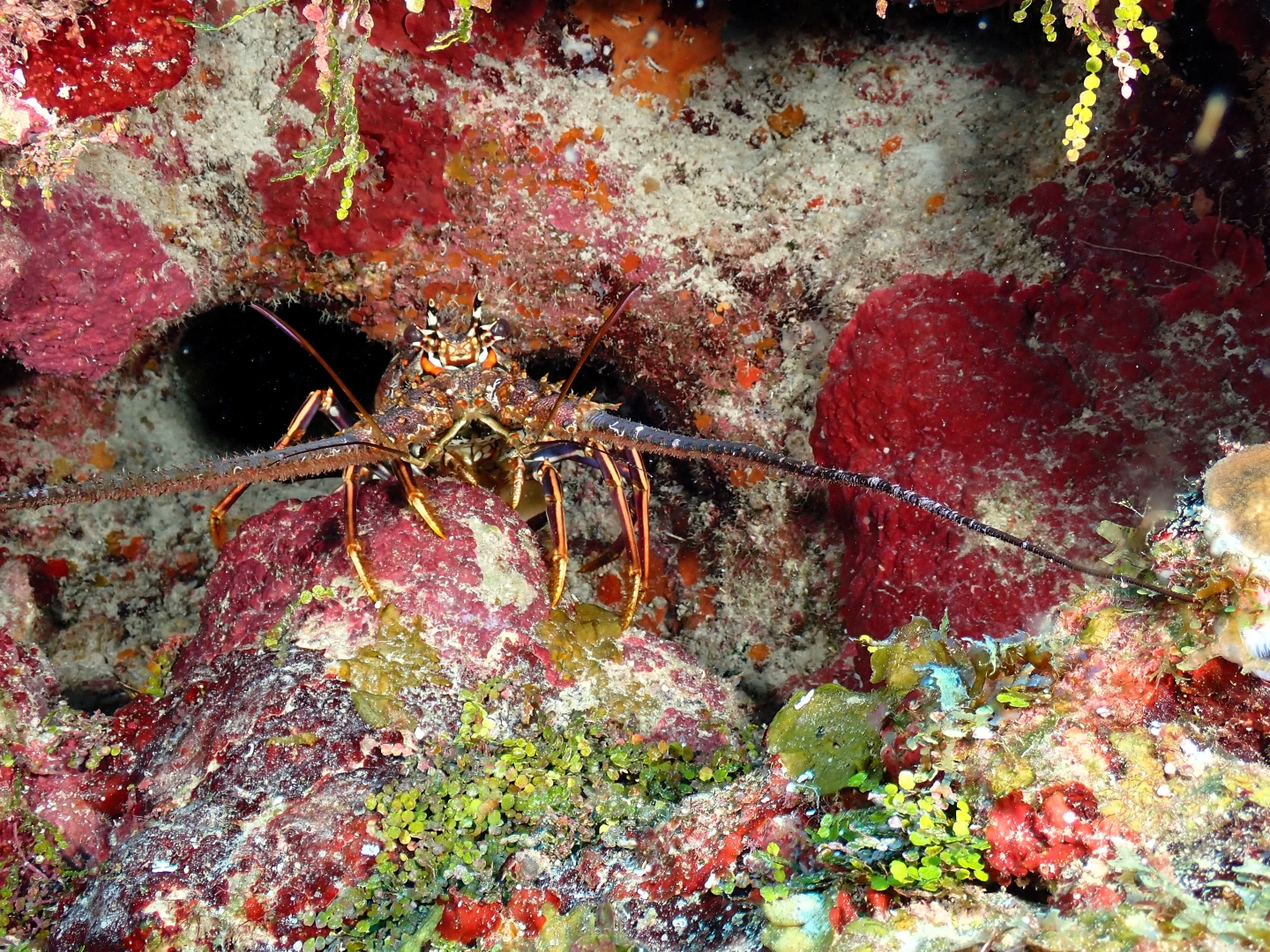 Victoria Canyons photo 3