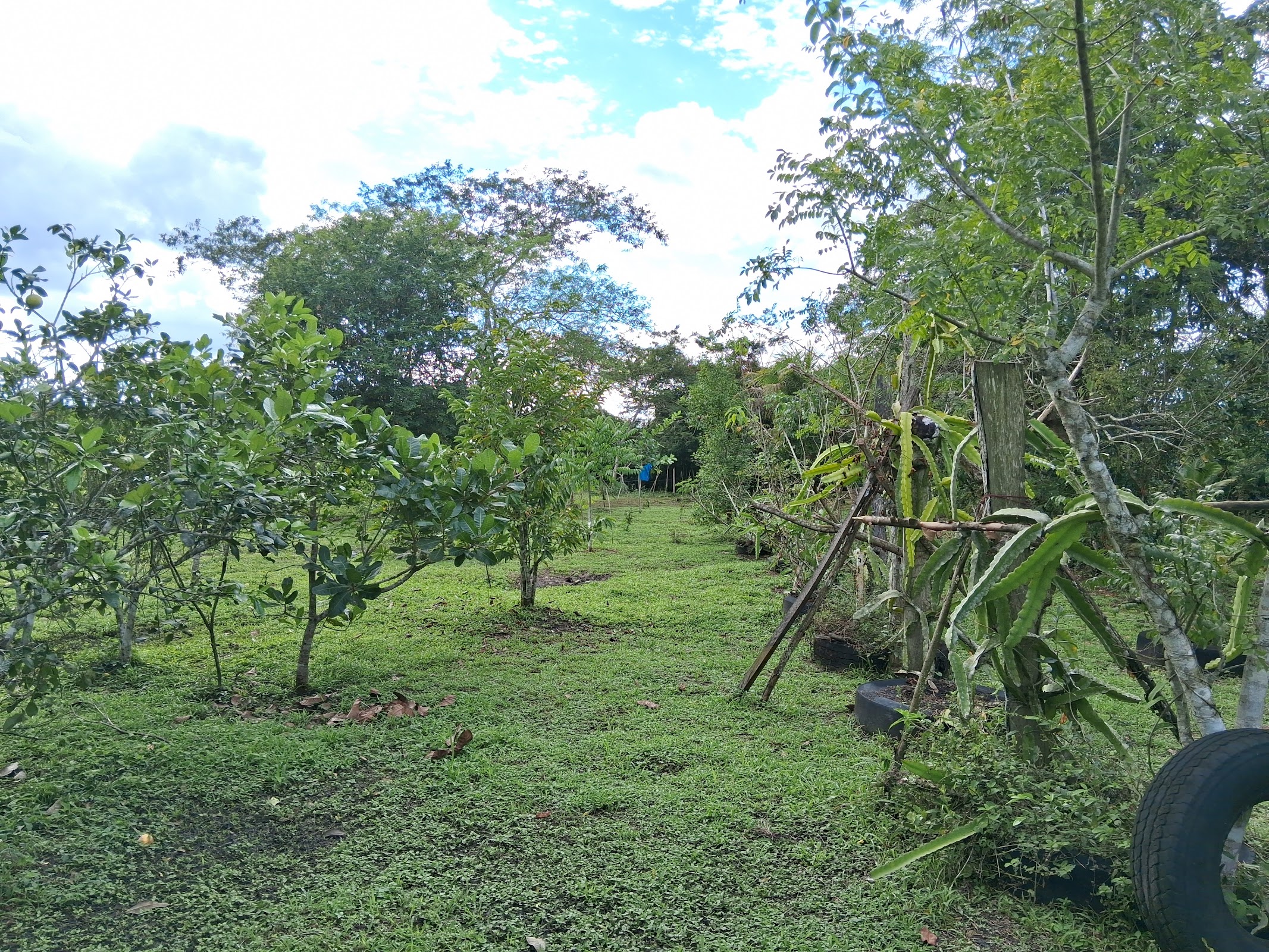 Mama Tina's Medicinal RV Campsite & Farm photo 2