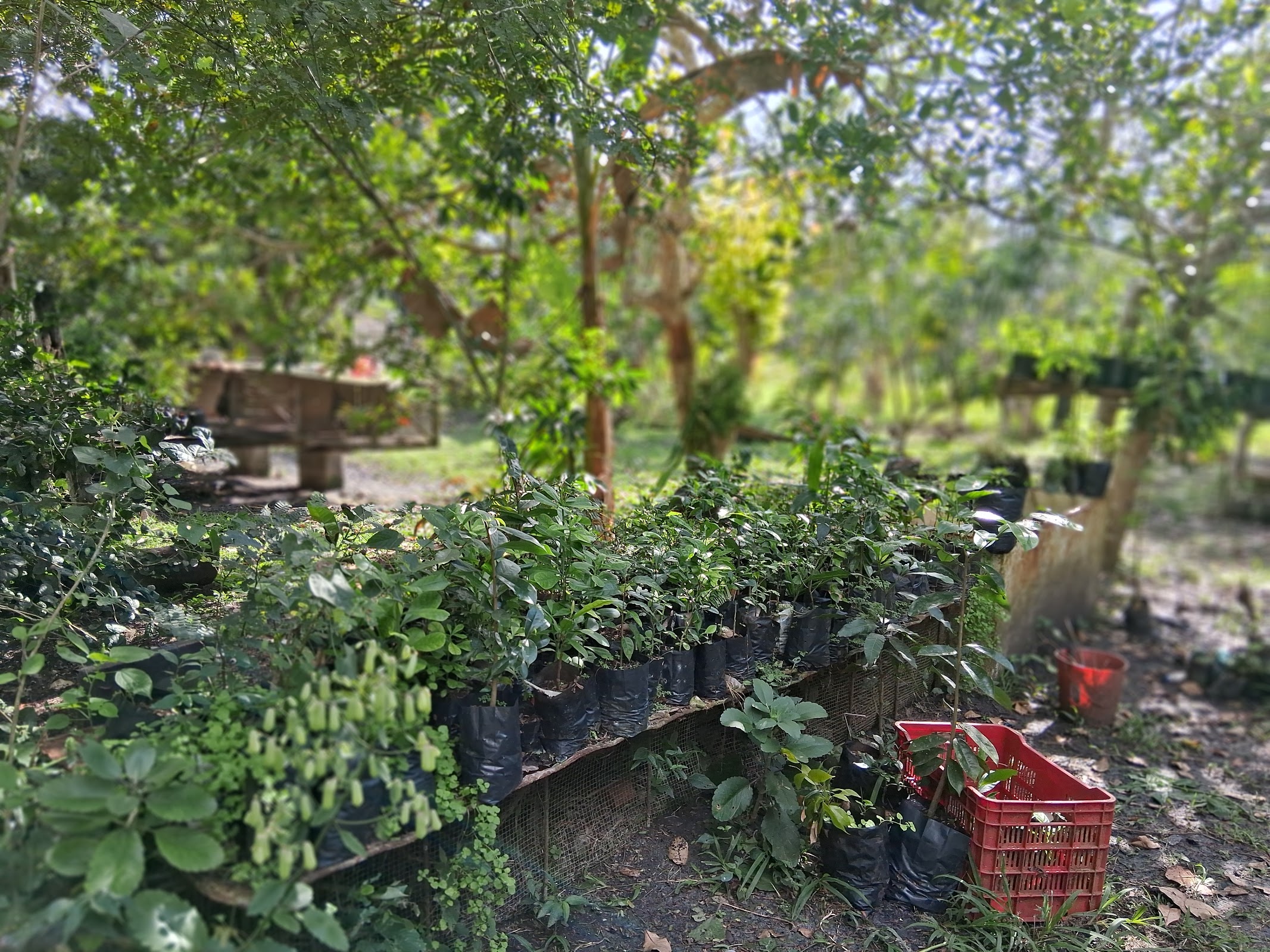 Mama Tina's Medicinal RV Campsite & Farm photo 3