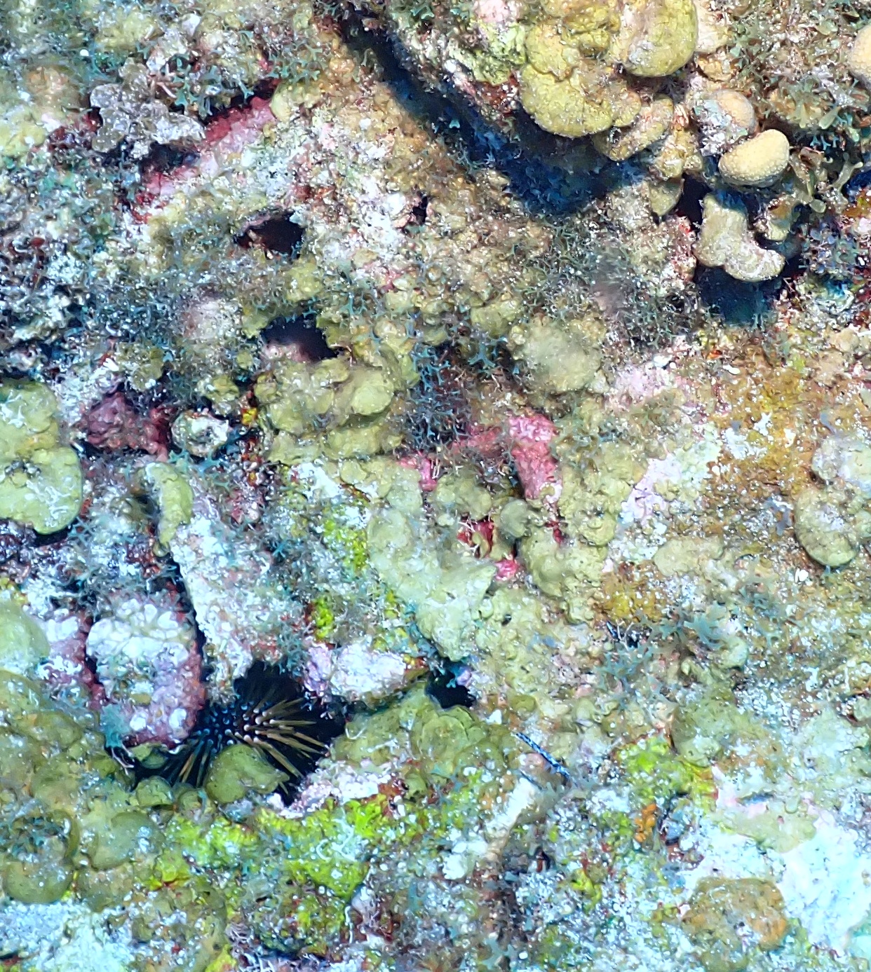 Tuffy Canyons photo 8