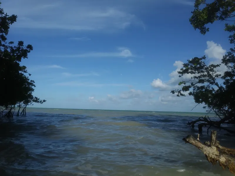 Mangrove Park photo 4