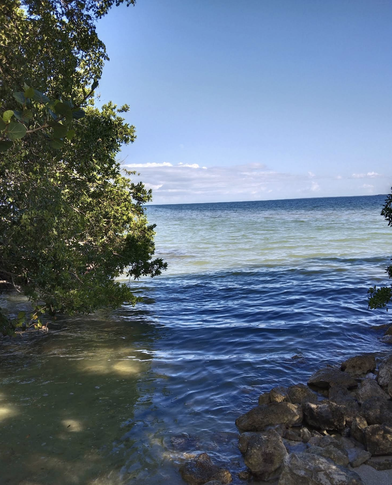 Mangrove Park photo 3