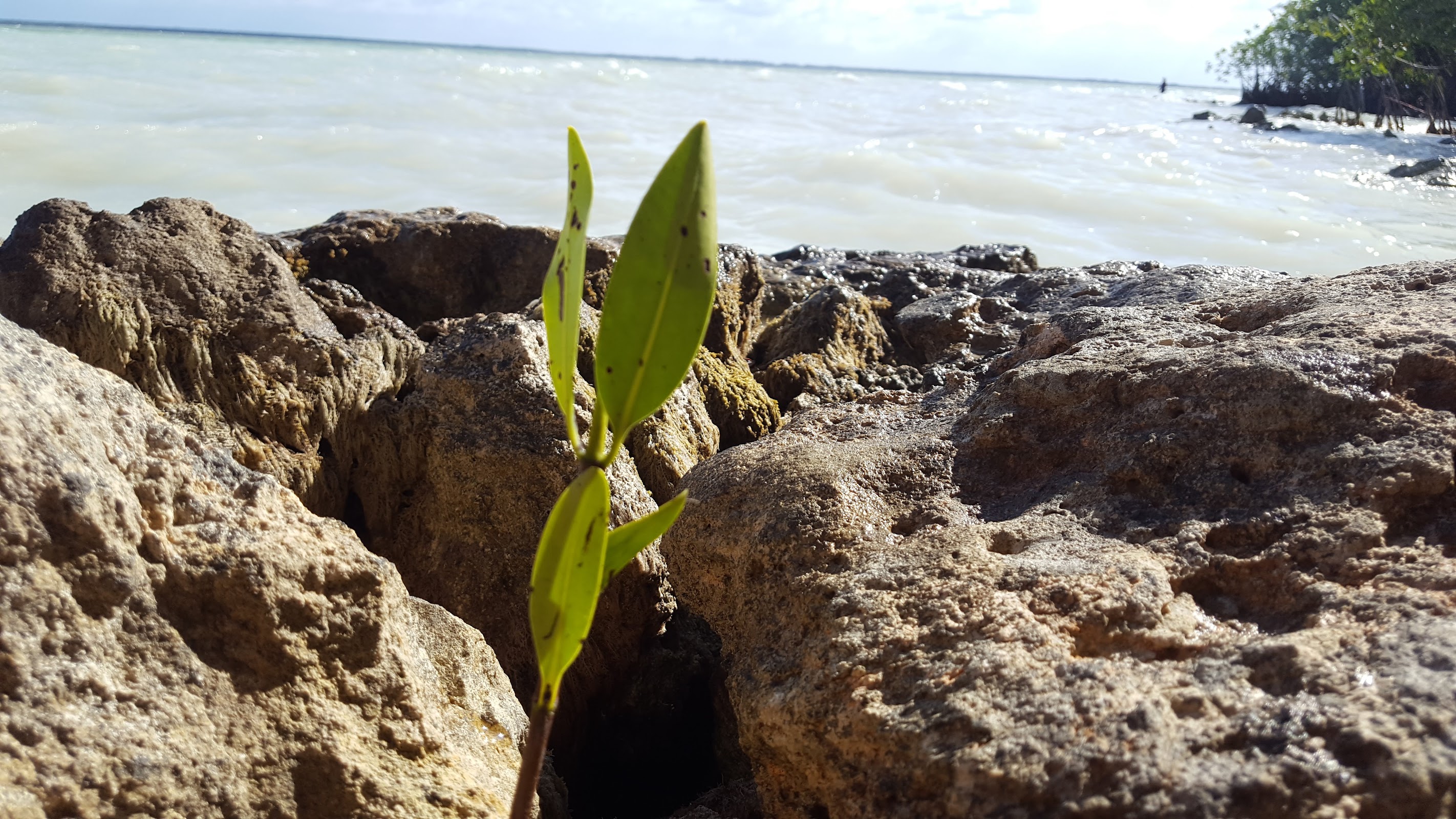 Mangrove Park photo 8