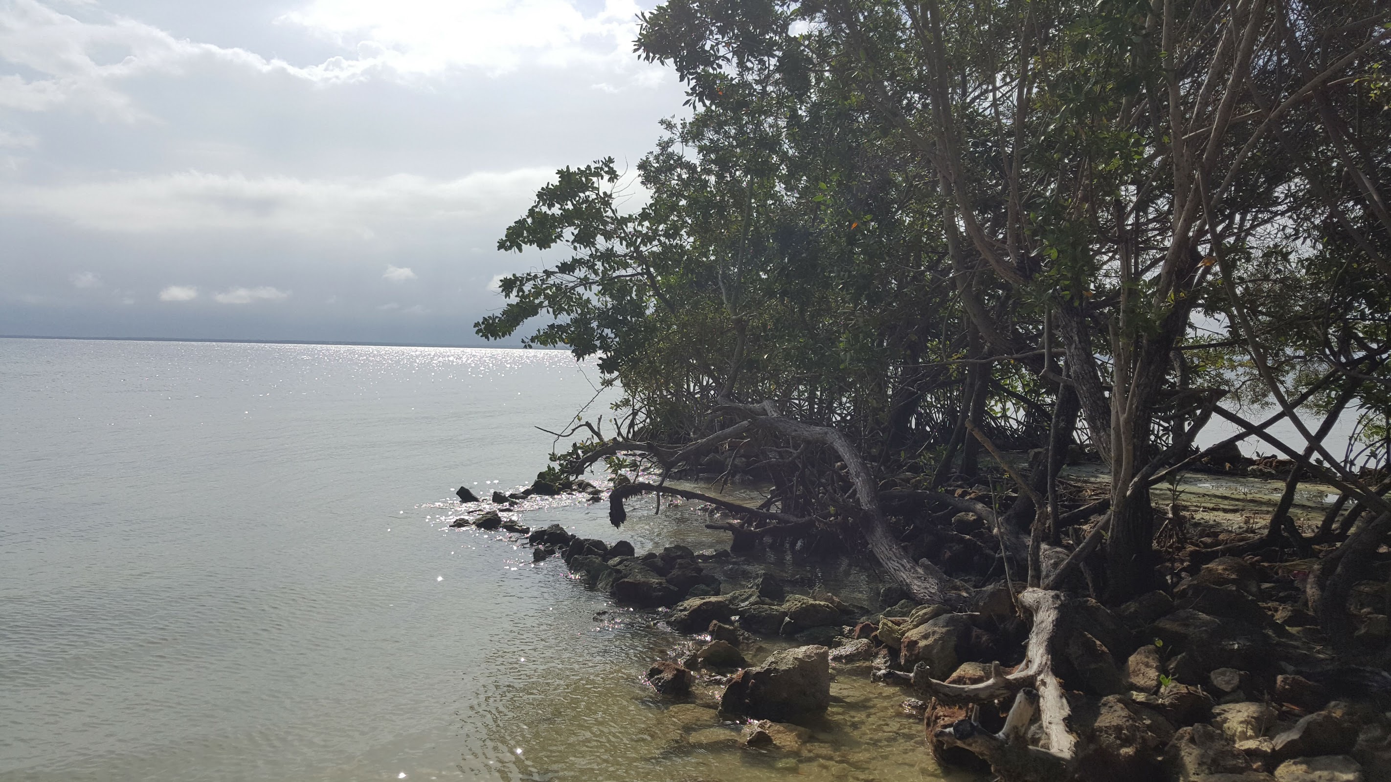 Mangrove Park photo 2