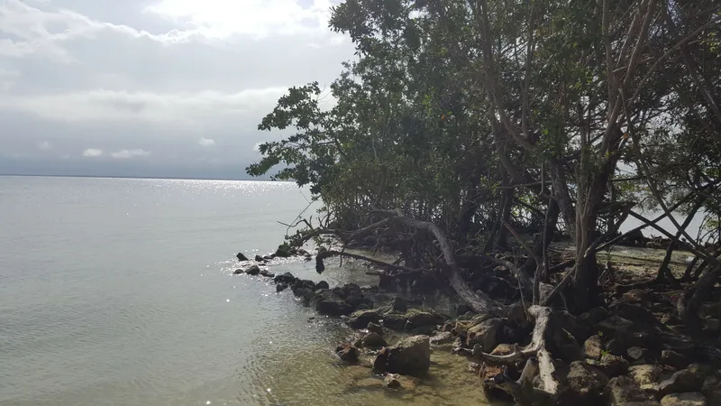 Mangrove Park photo 2