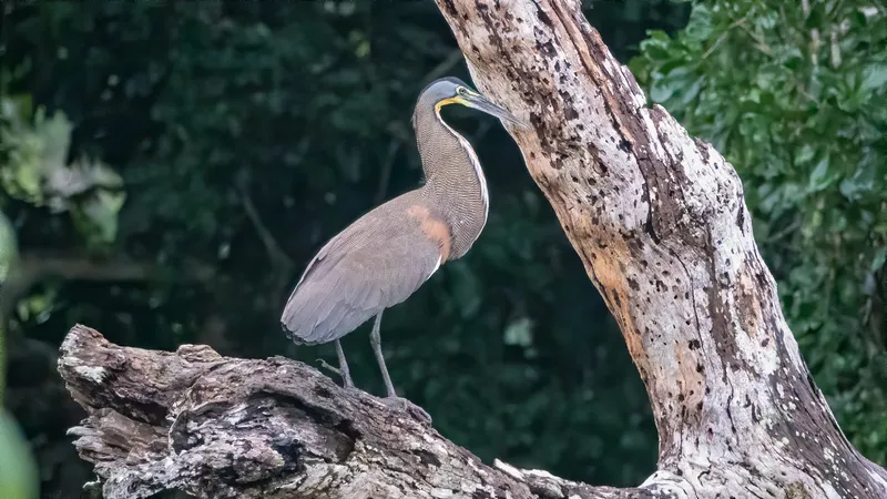 Crooked Tree Wildlife Sanctuary