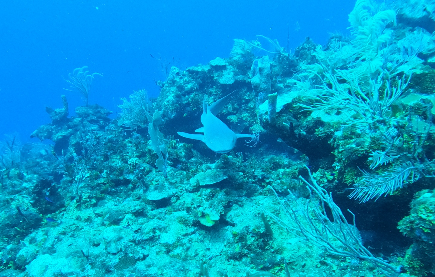 Tres Cocos Canyons photo 4