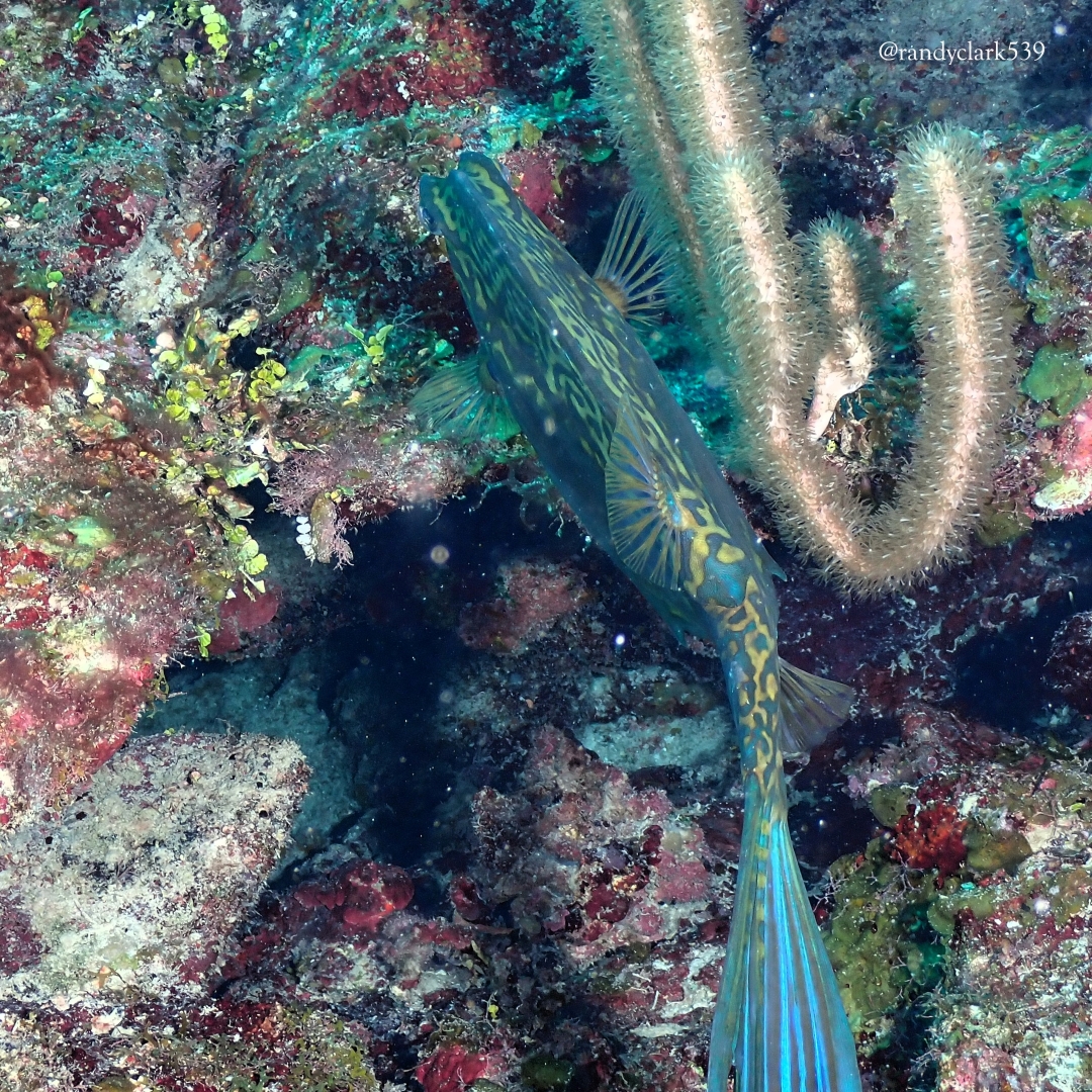 Tres Cocos Canyons photo 3