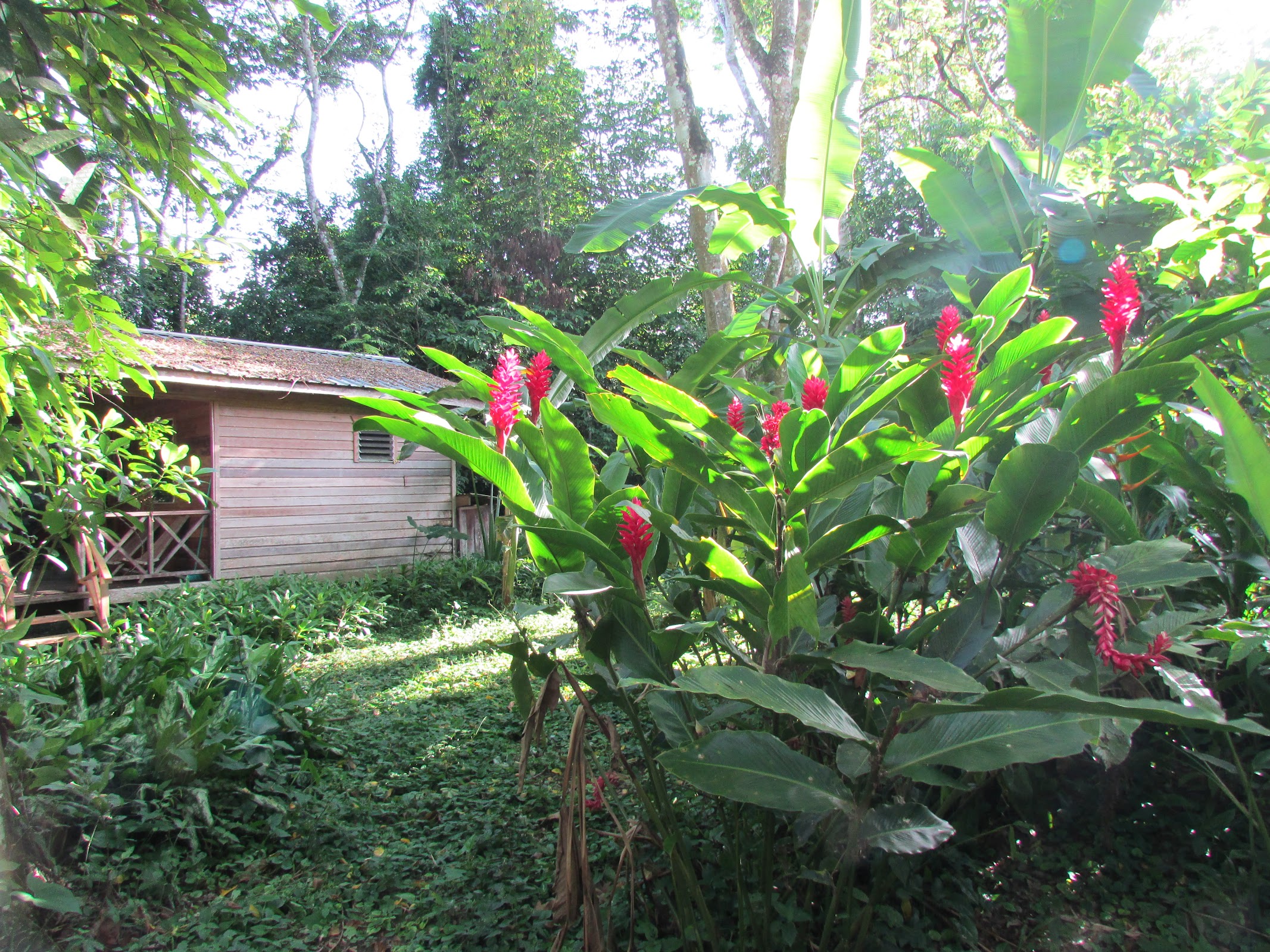 Parrot Nest Lodge photo 4