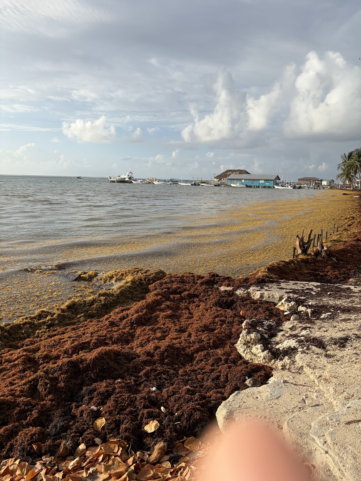 San Pedro, Belize photo 6