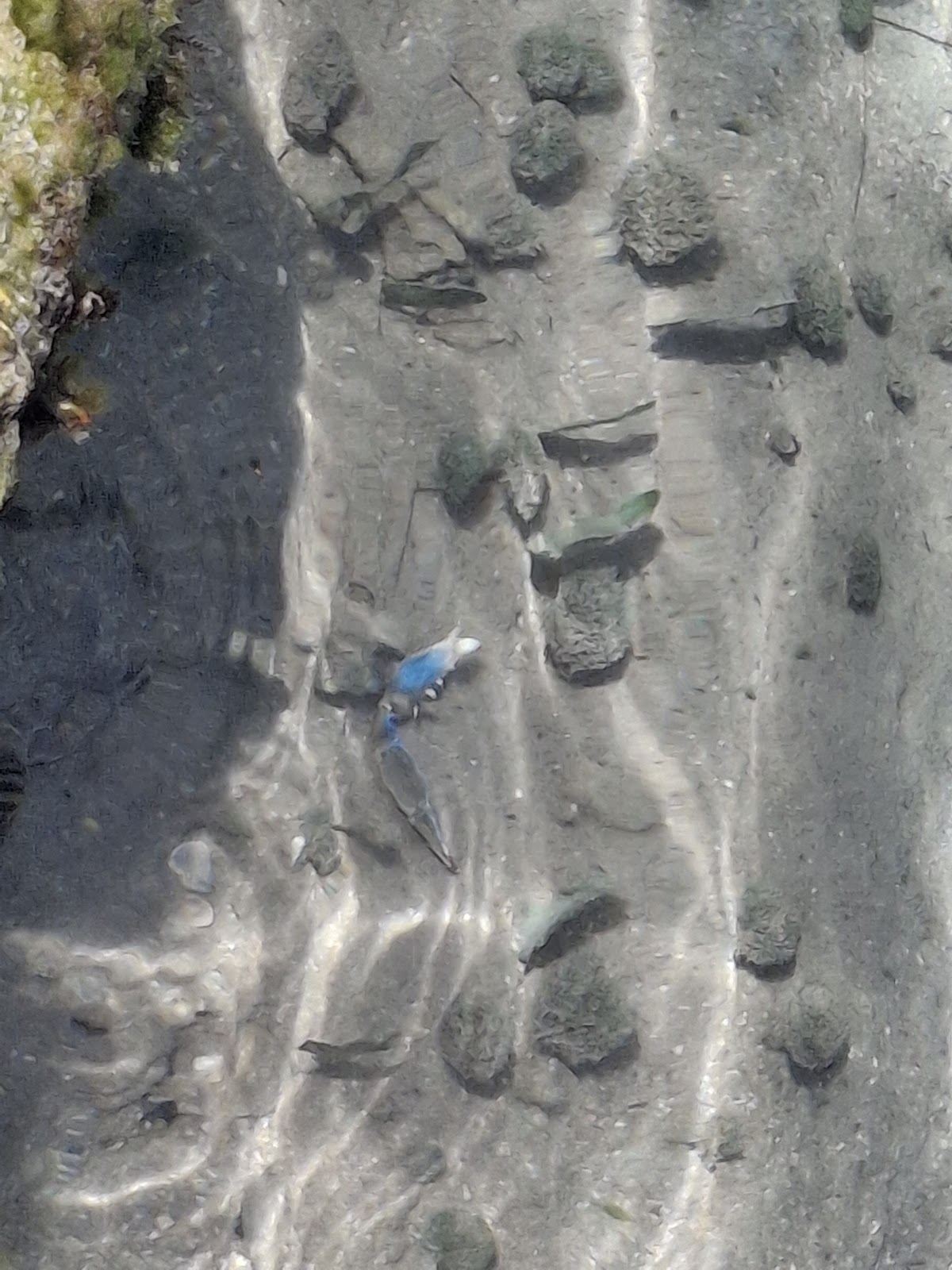 Iguana Reserve photo 6
