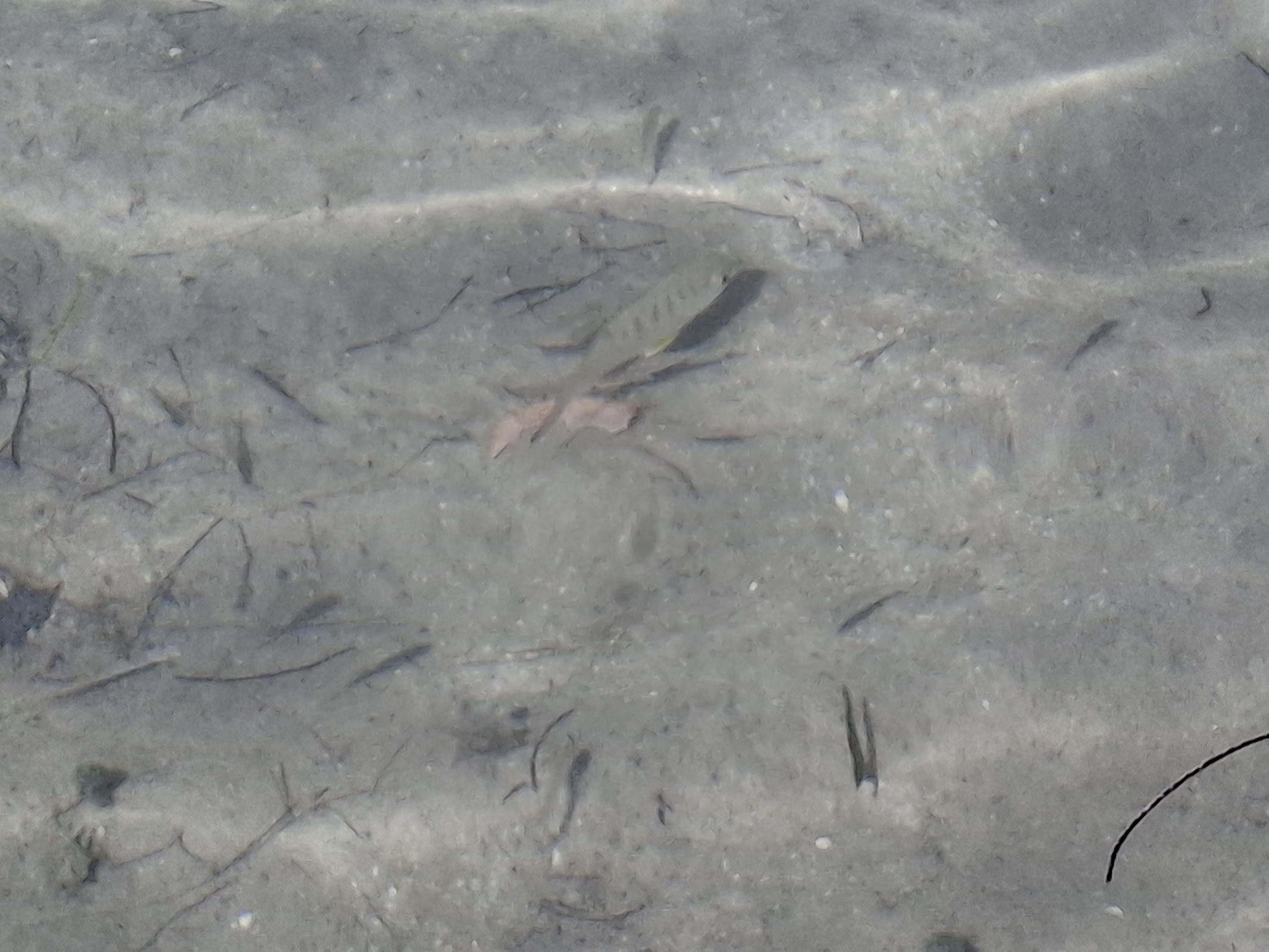 Iguana Reserve photo 7