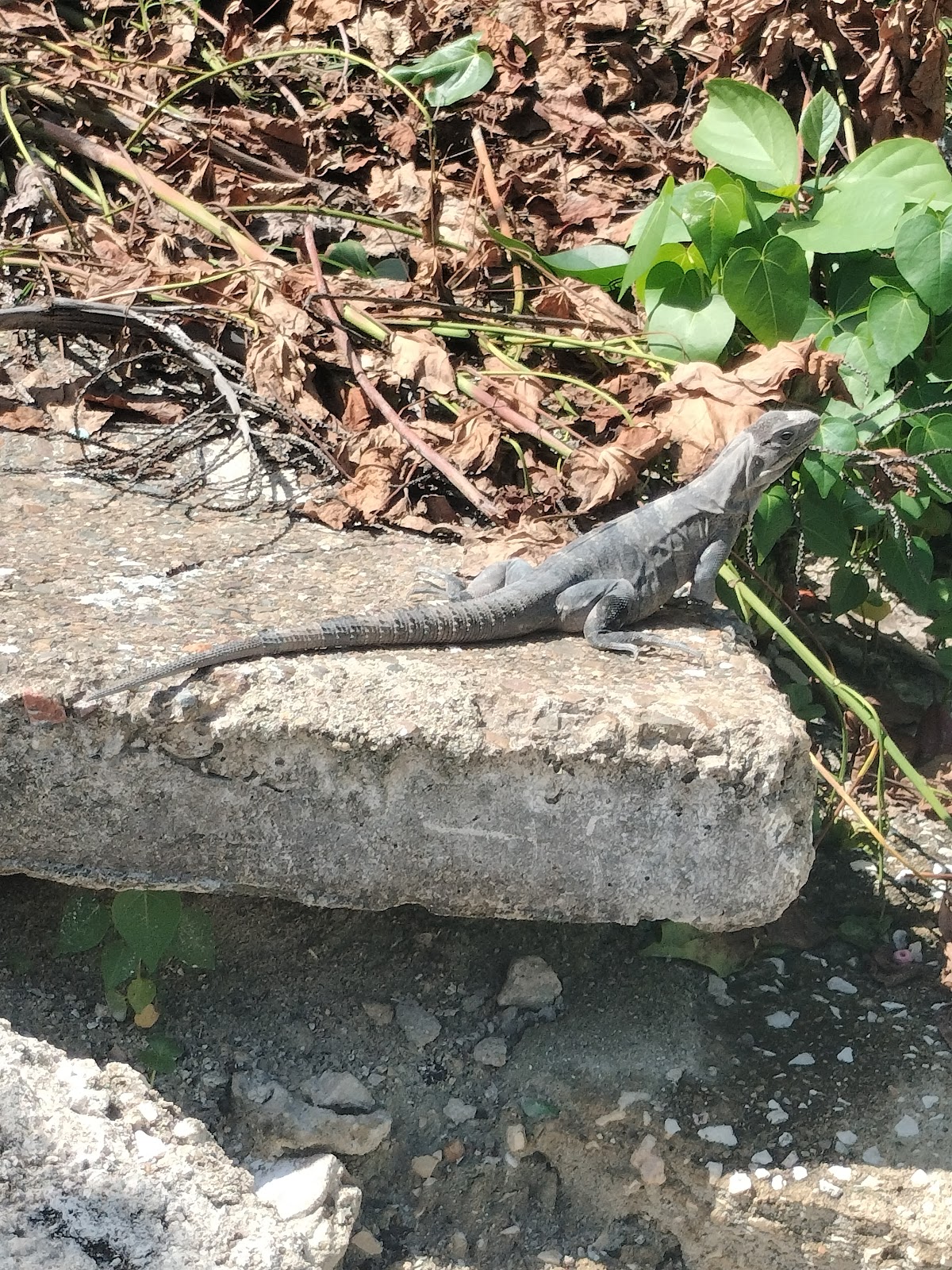 Iguana Reserve photo 8