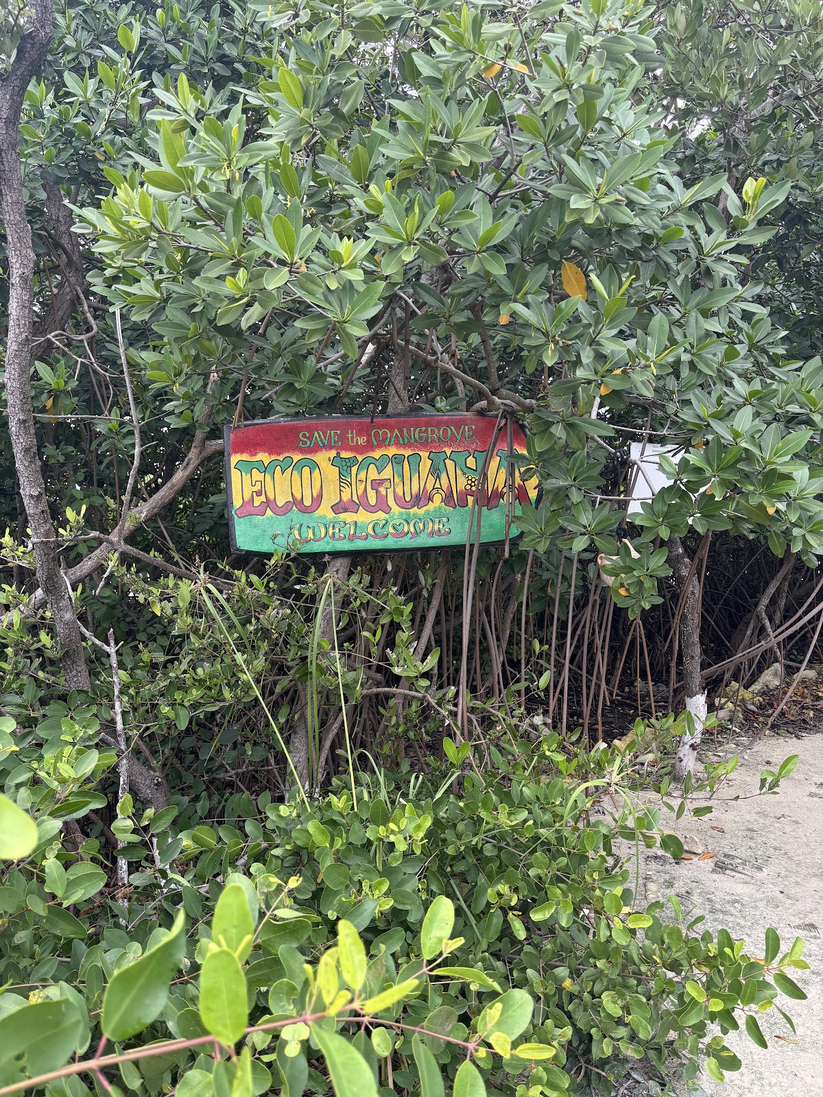 Iguana Reserve photo 2