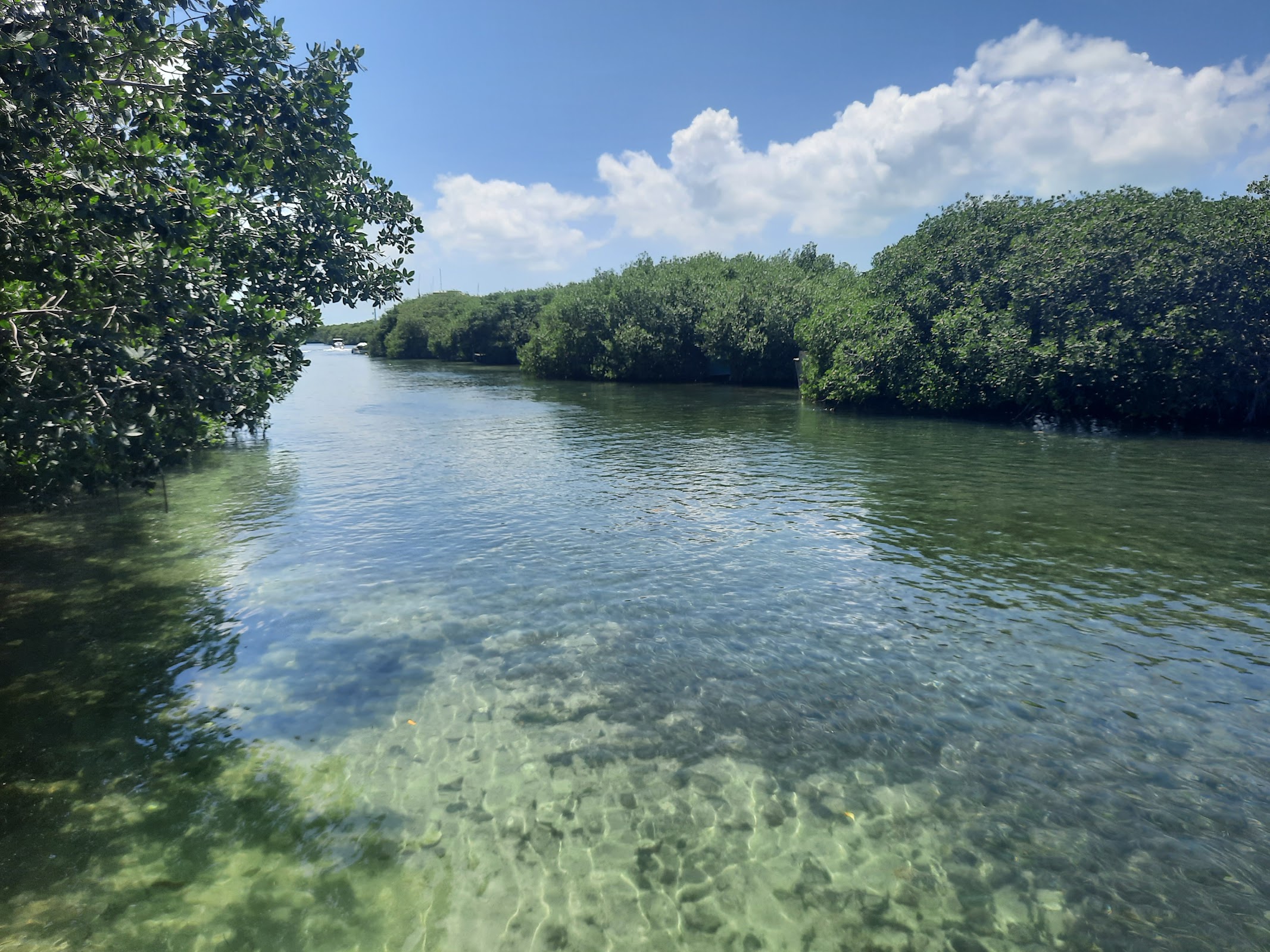 Iguana Reserve