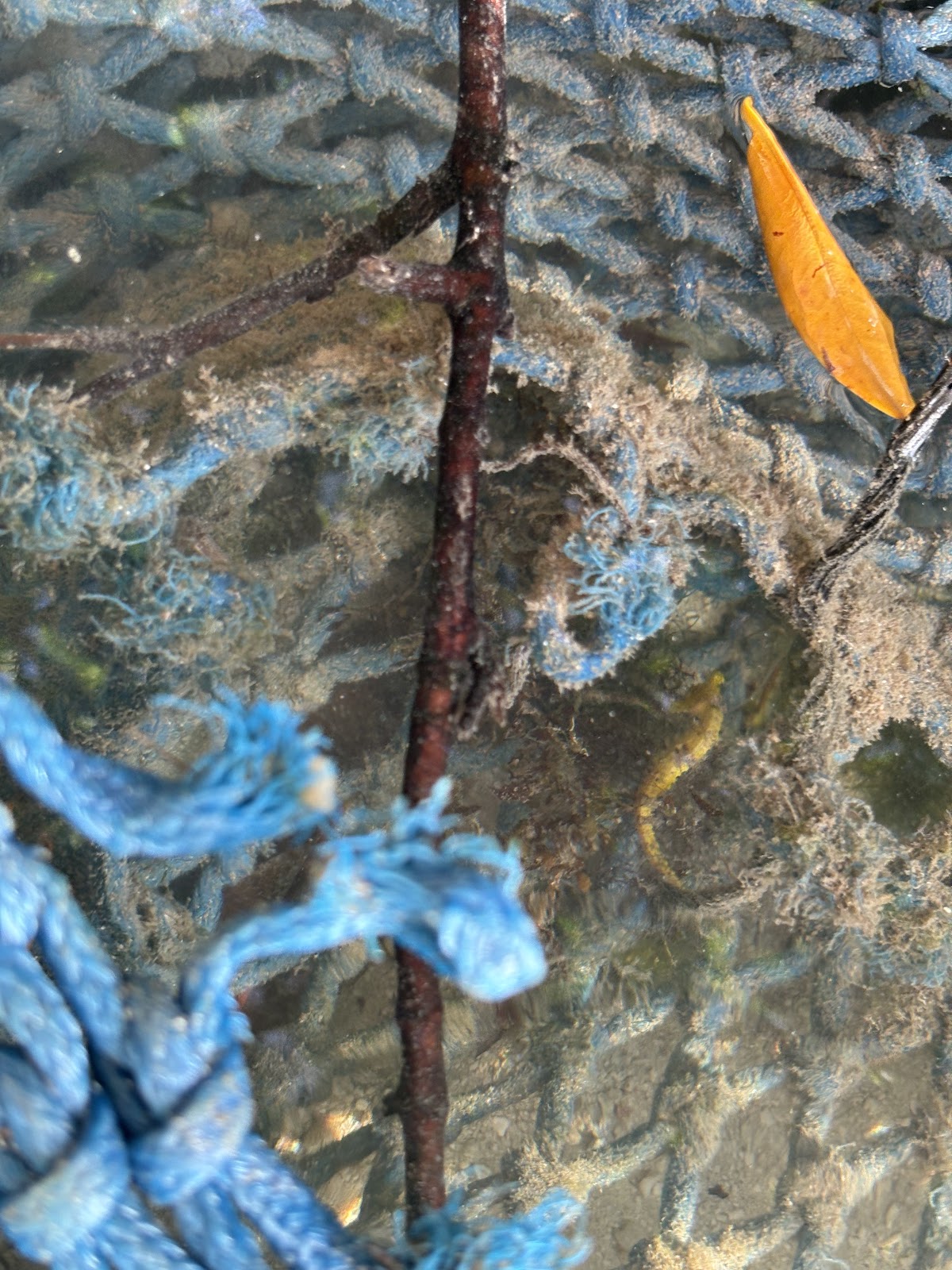 SeaHorses photo 5