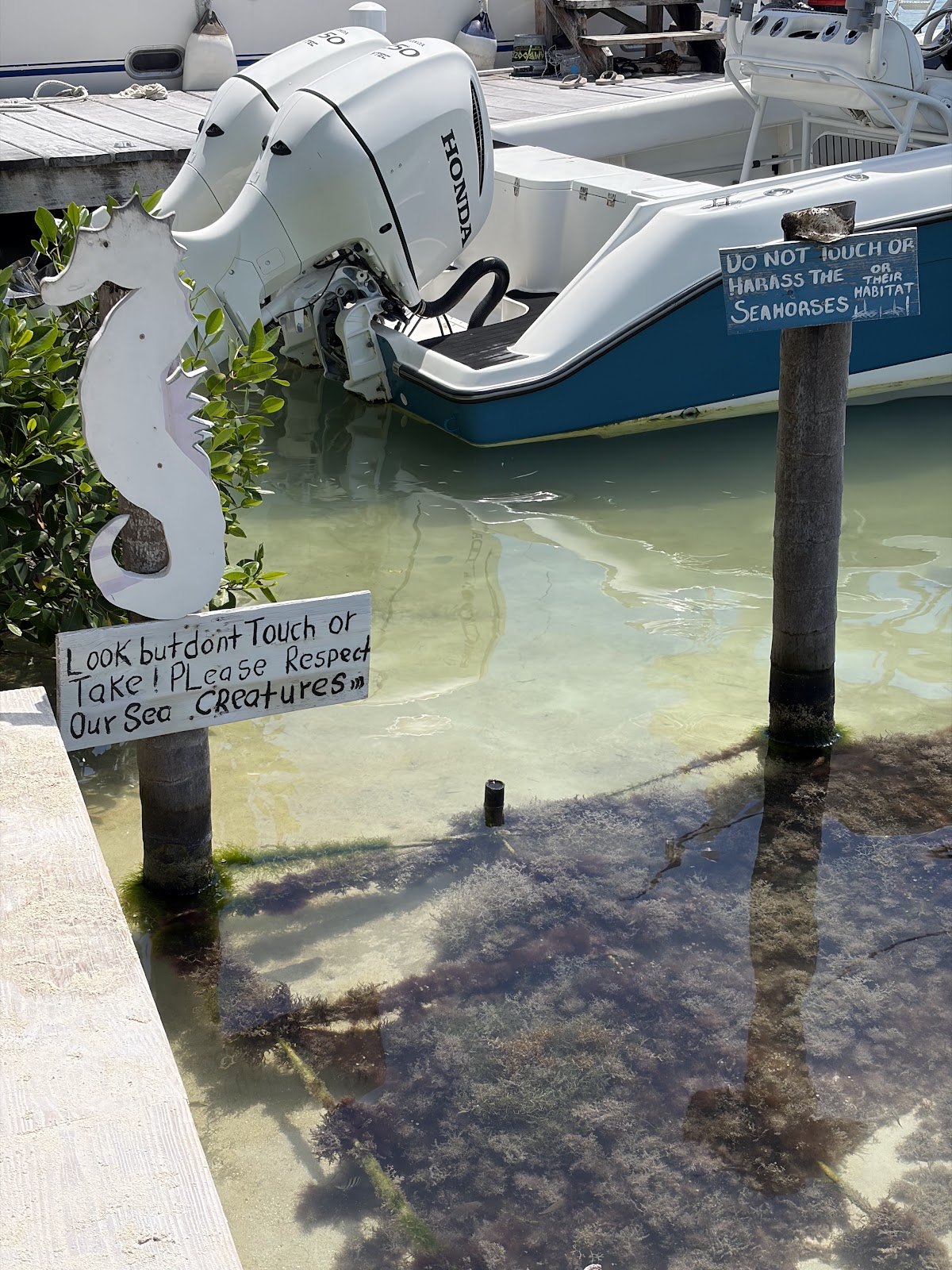 SeaHorses photo 4