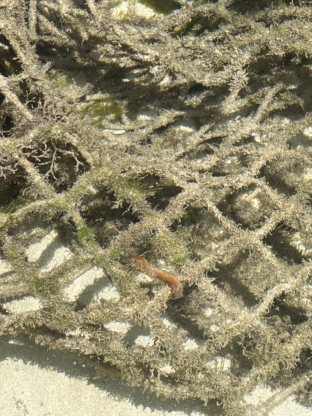SeaHorses photo 2