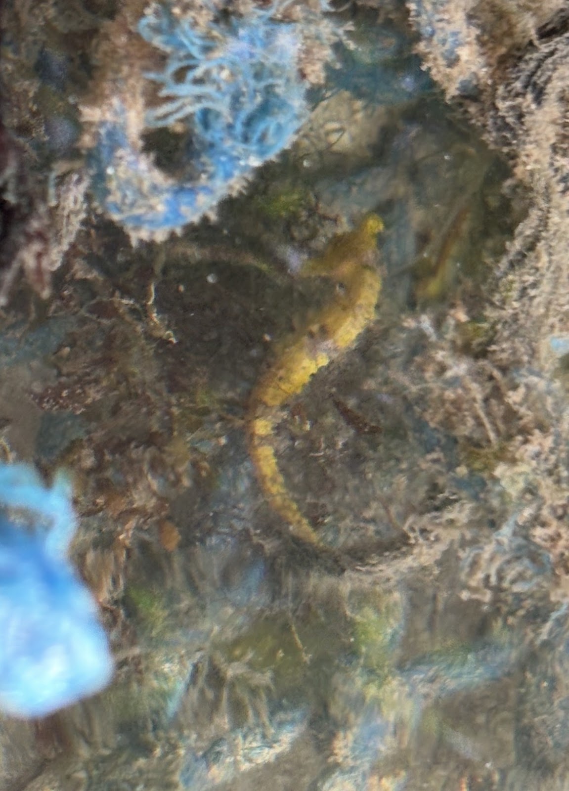 SeaHorses photo 3
