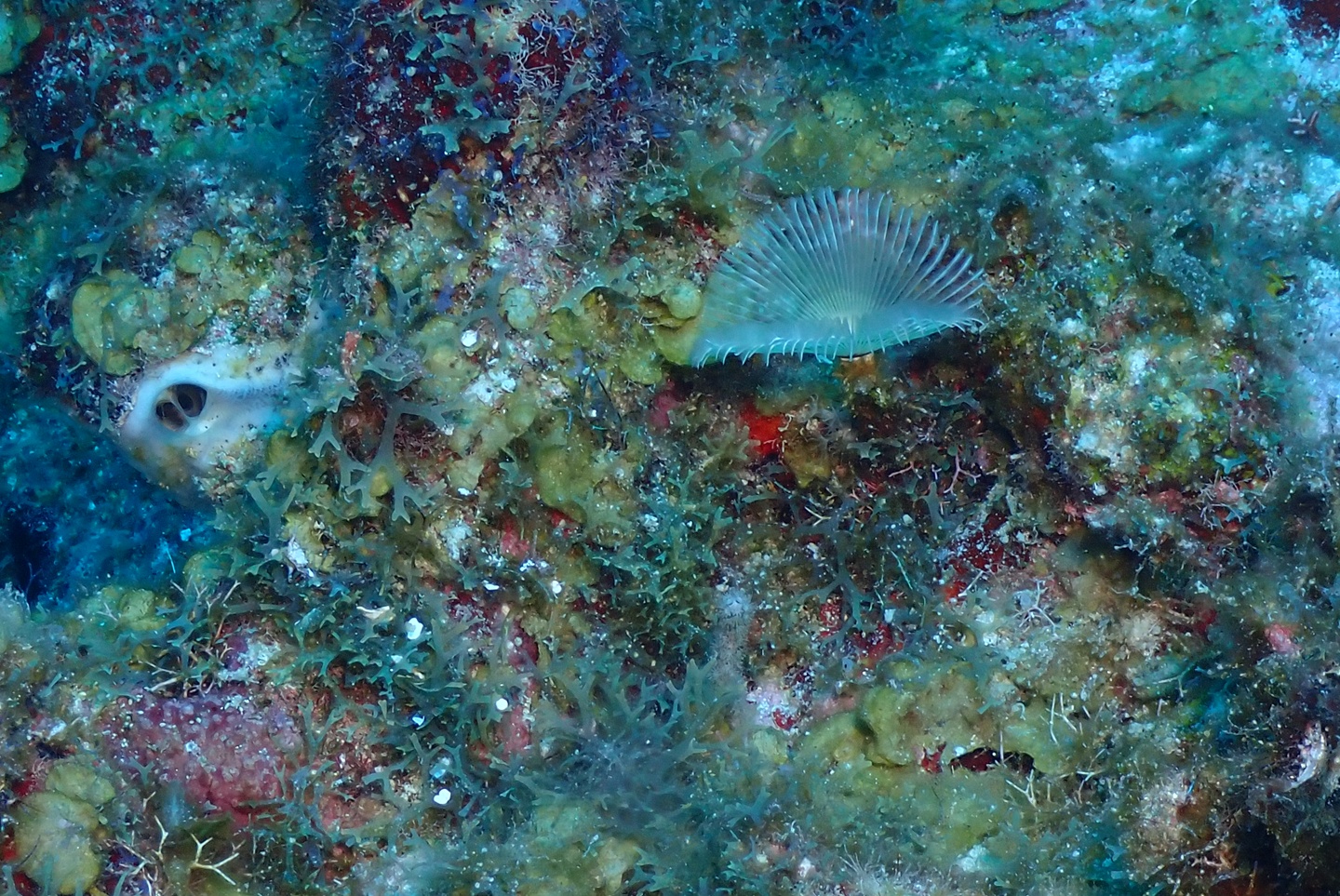 Dardanellos Cut photo 4