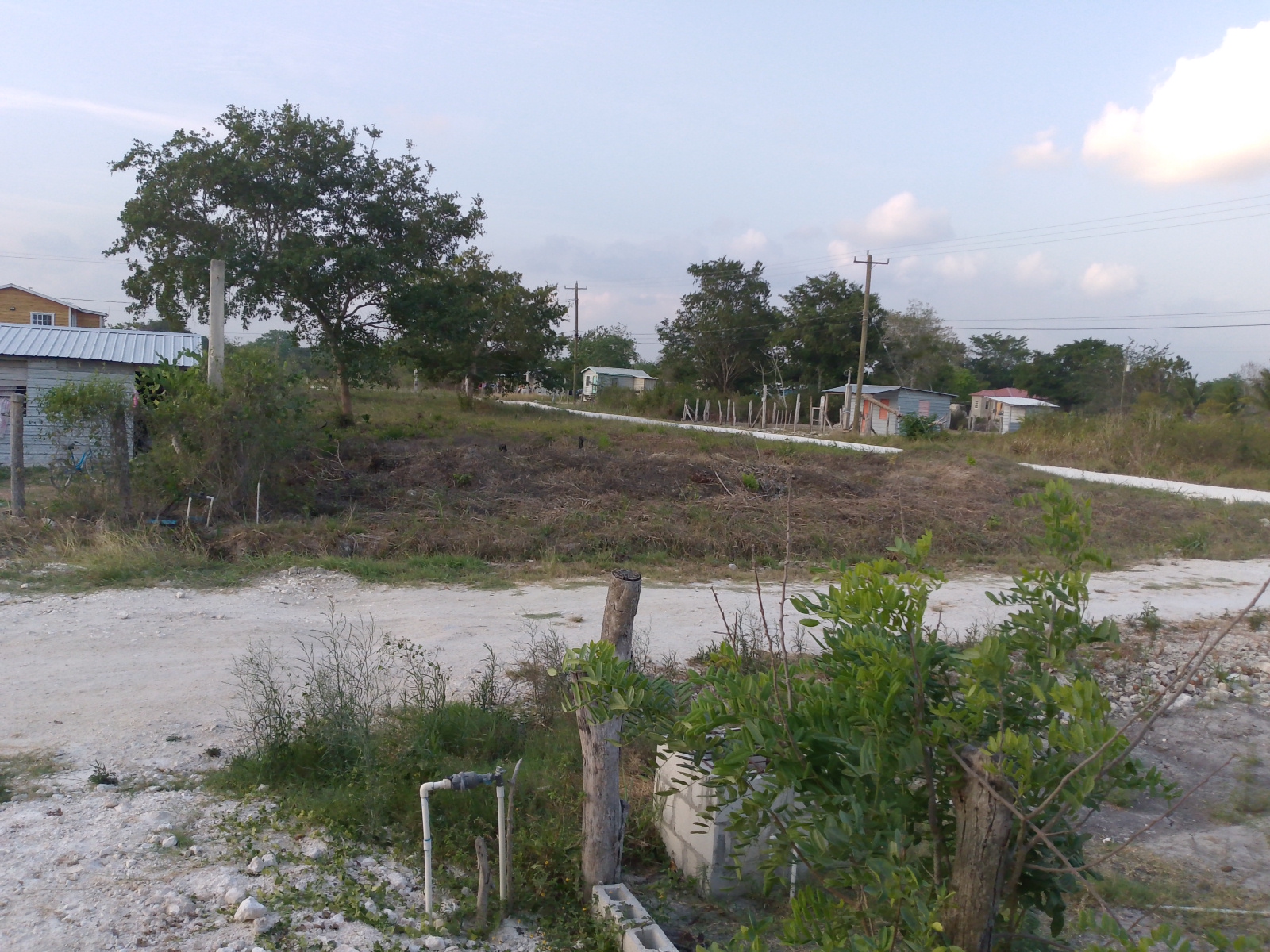 Treeland park photo 2