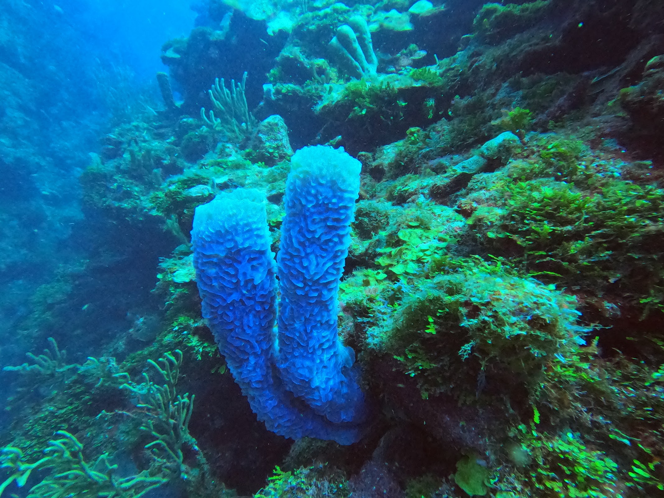 Paradise Canyons photo 2