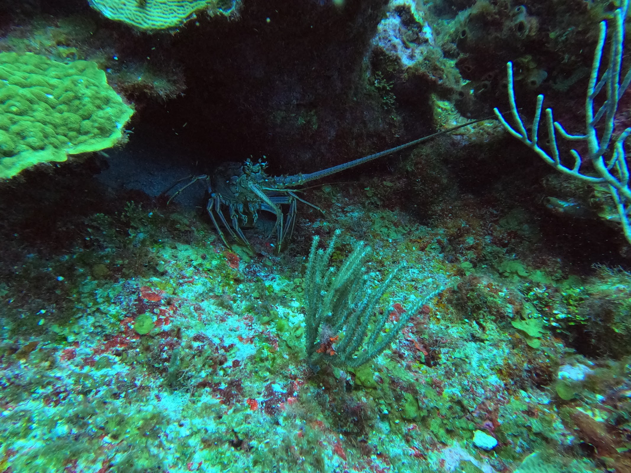 Paradise Canyons photo 3