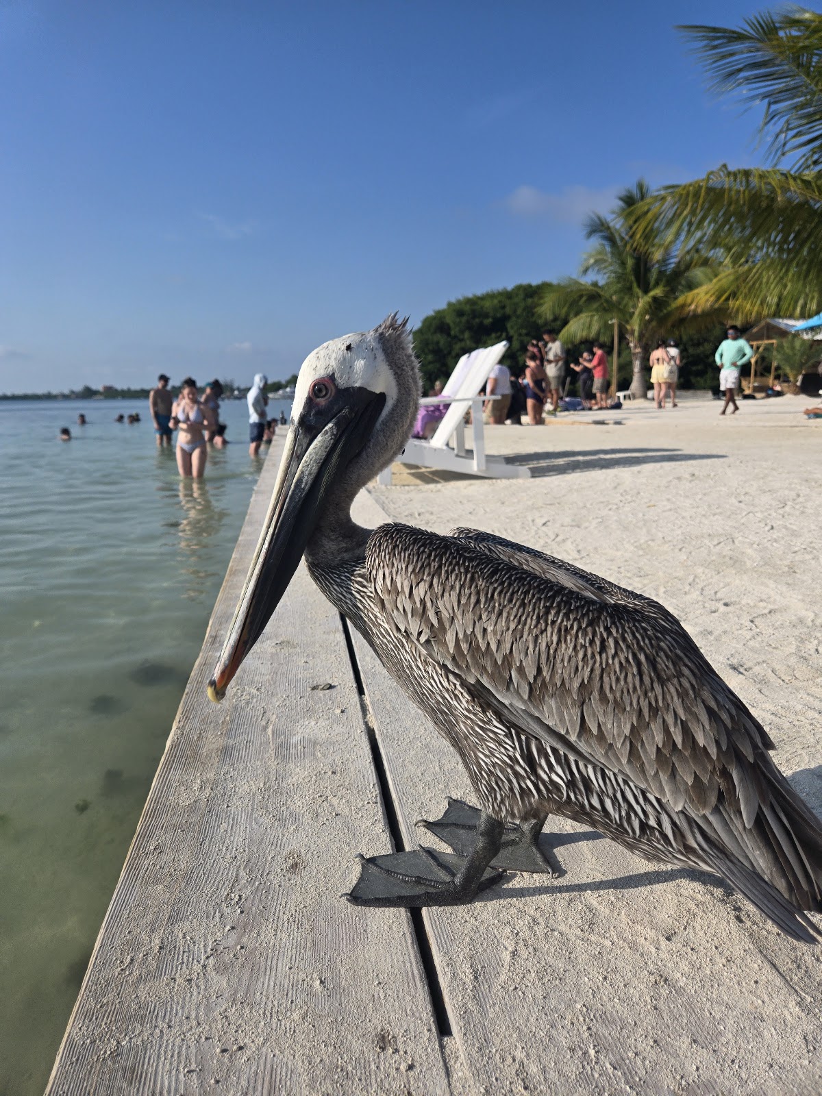 Iguana Reef Inn Beach Bar