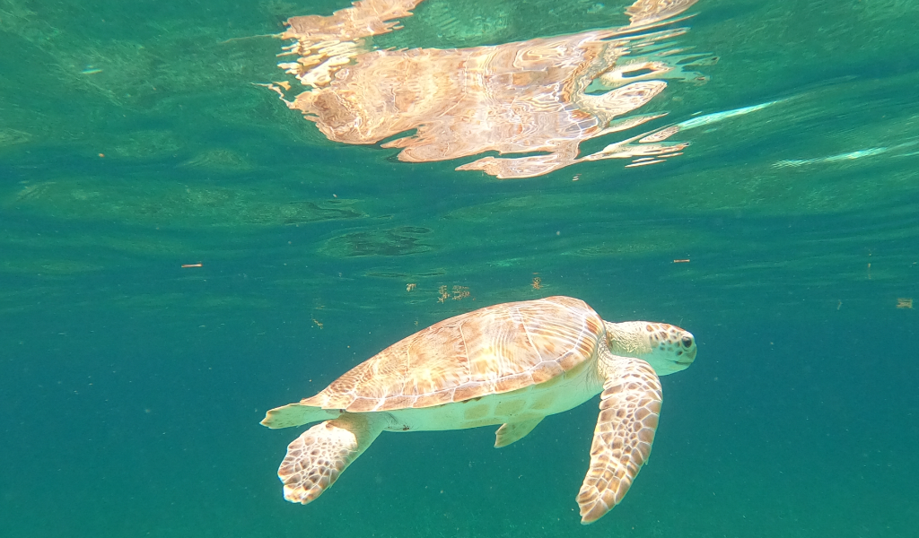 TnT Dive Pros photo 6