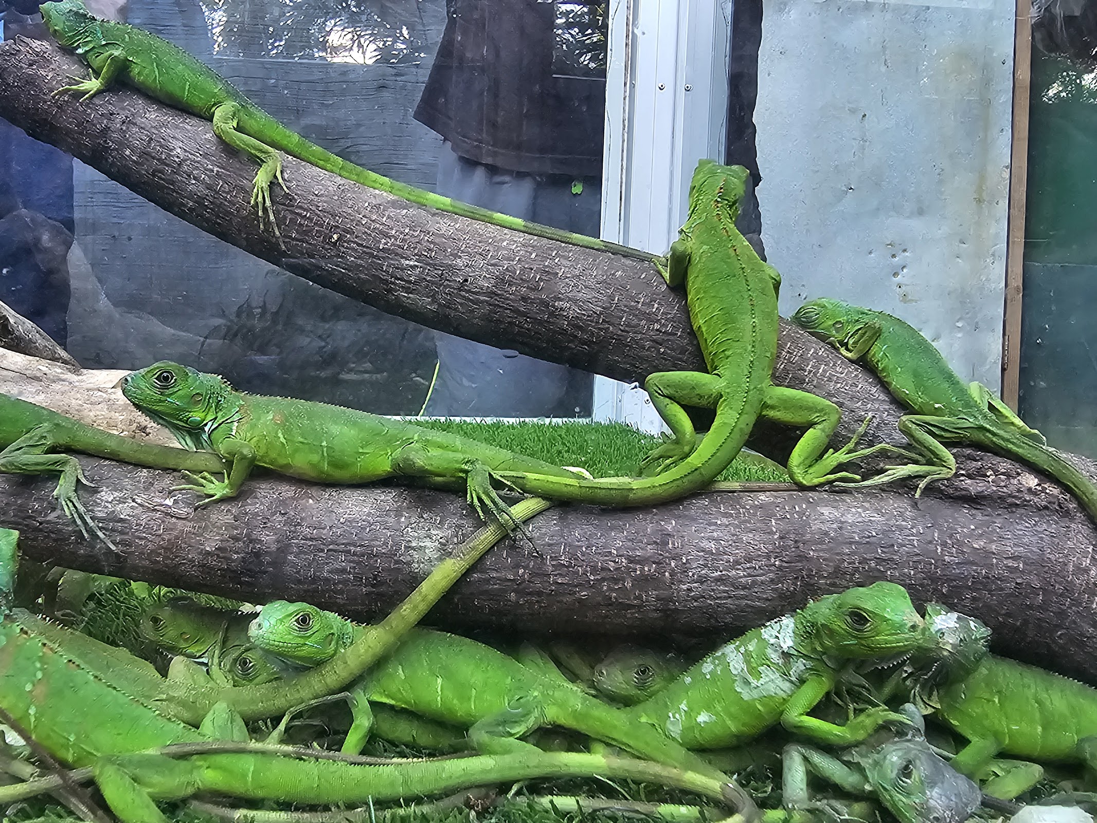 Green Iguana Conservation Project photo 4