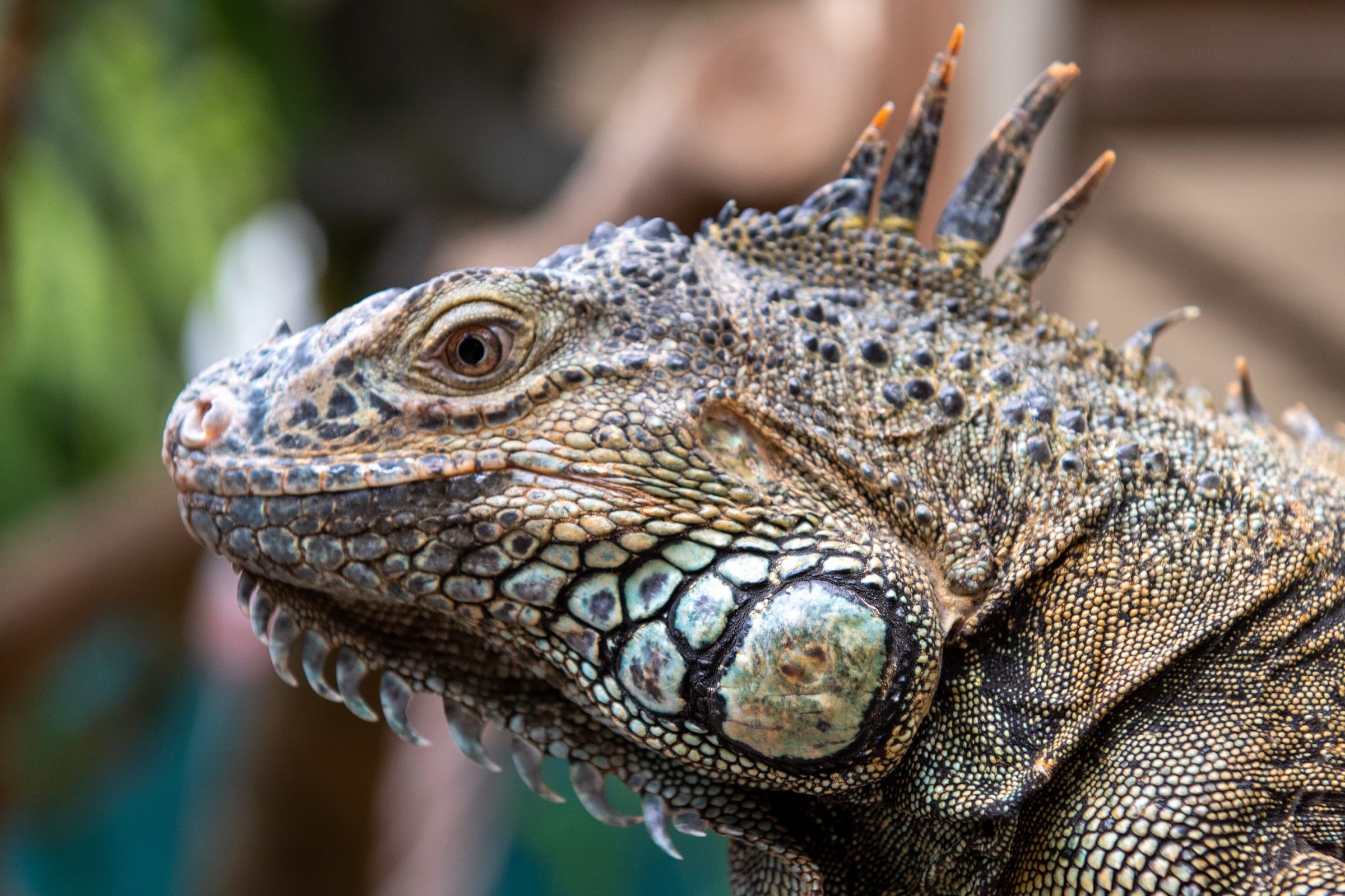 Green Iguana Conservation Project photo 2