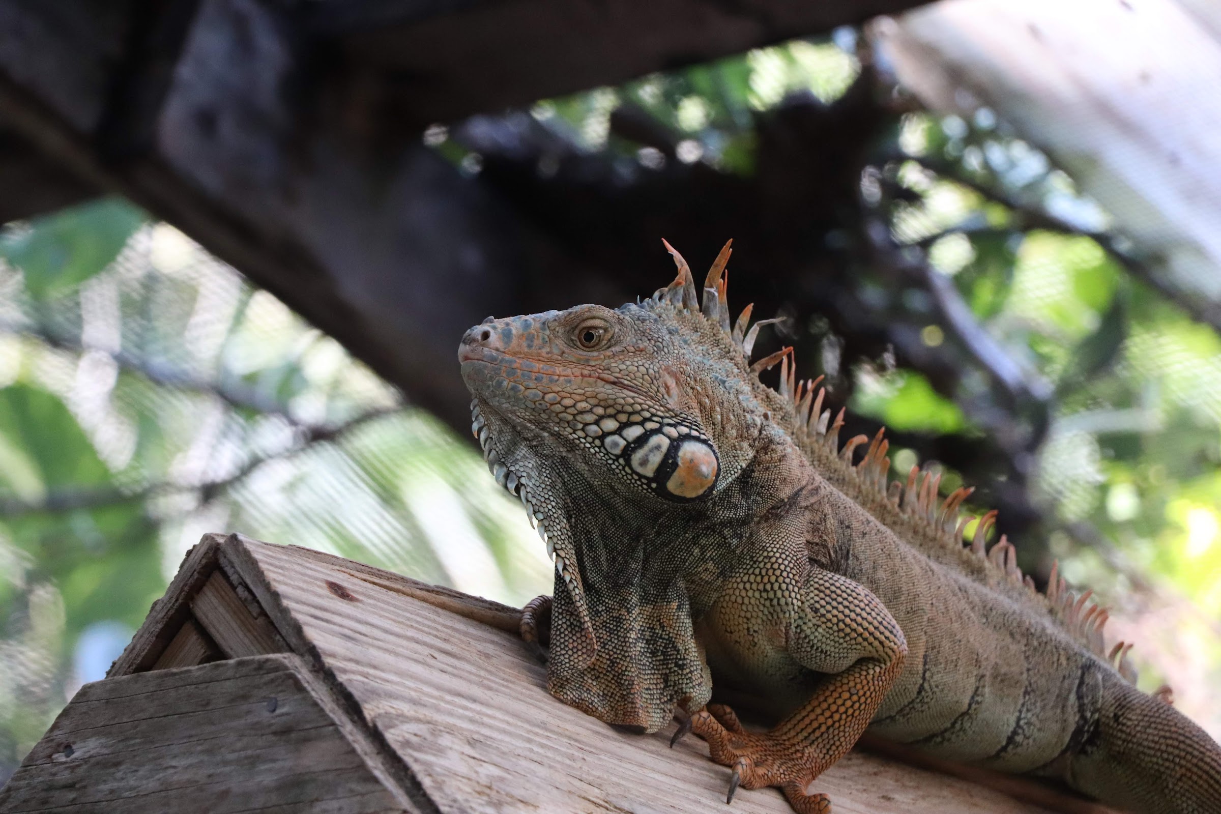 Green Iguana Conservation Project photo 6