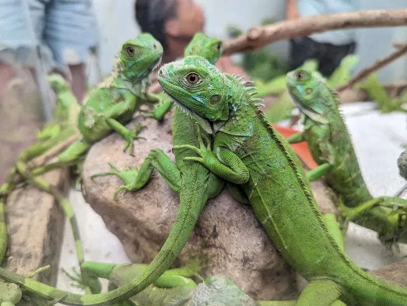 Green Iguana Conservation Project