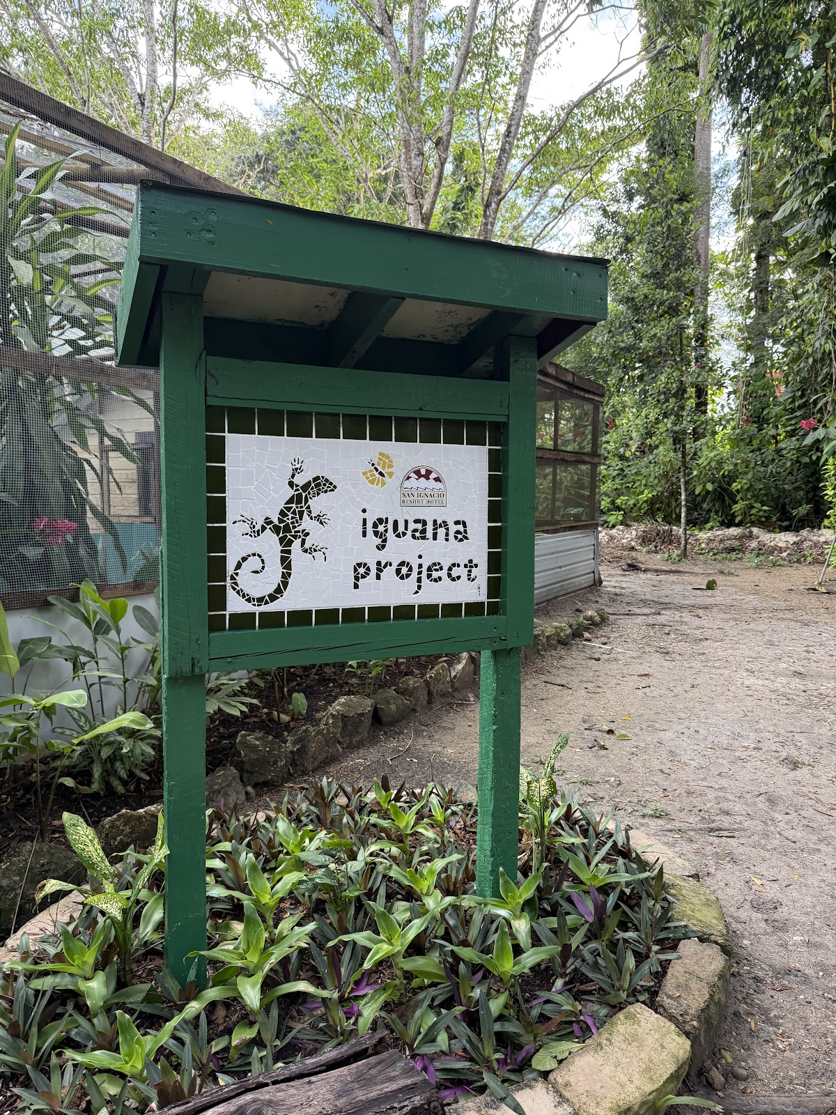 Green Iguana Conservation Project photo 3
