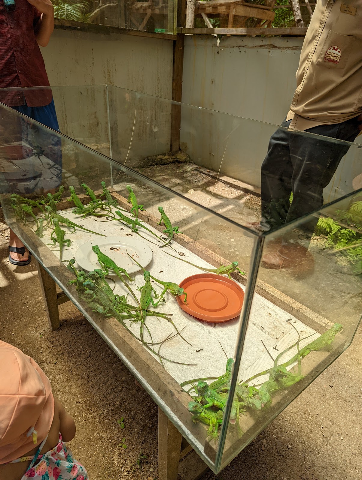 Green Iguana Conservation Project photo 5