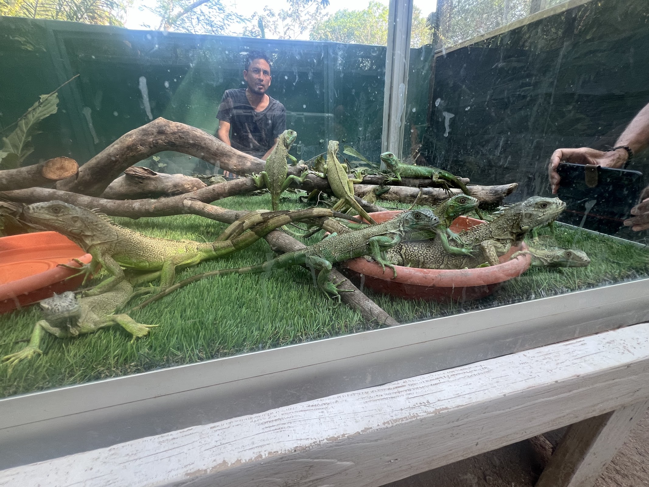 Green Iguana Conservation Project photo 8