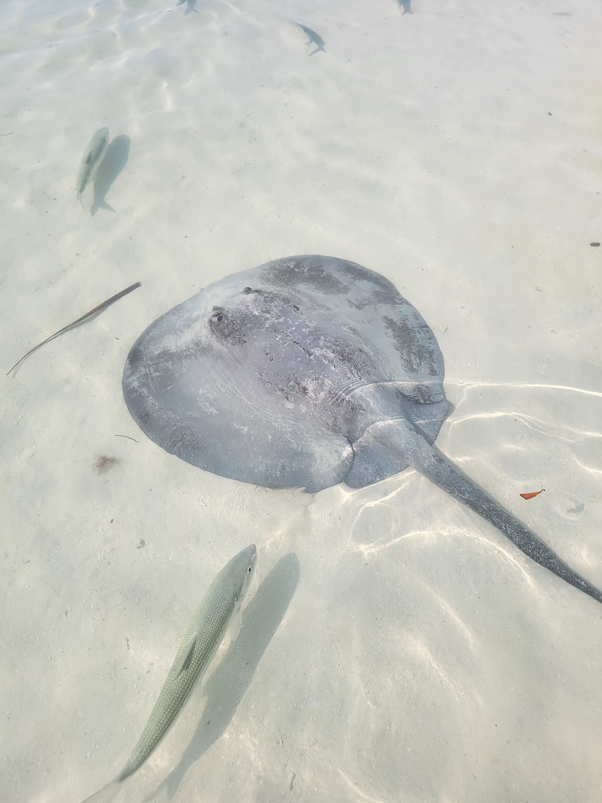 Stingray beach photo 4