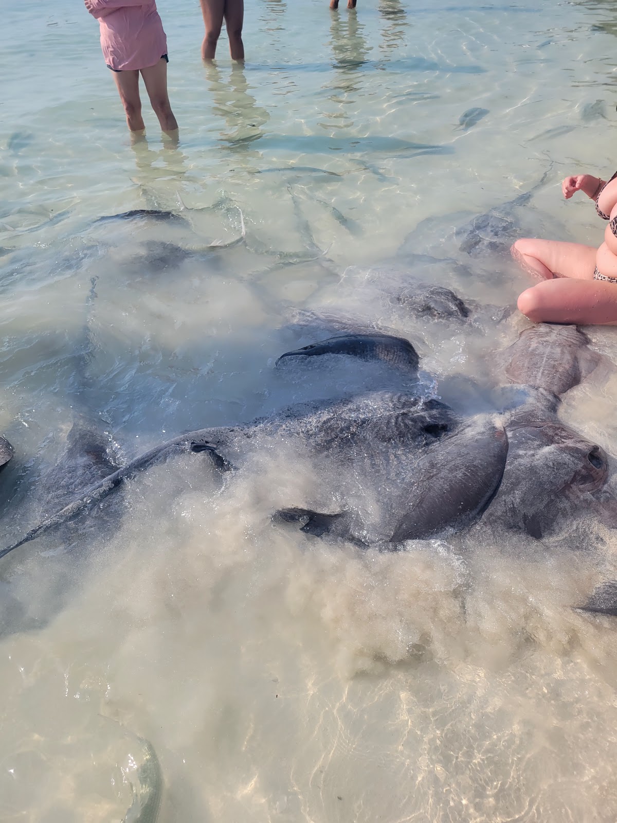 Stingray beach photo 3